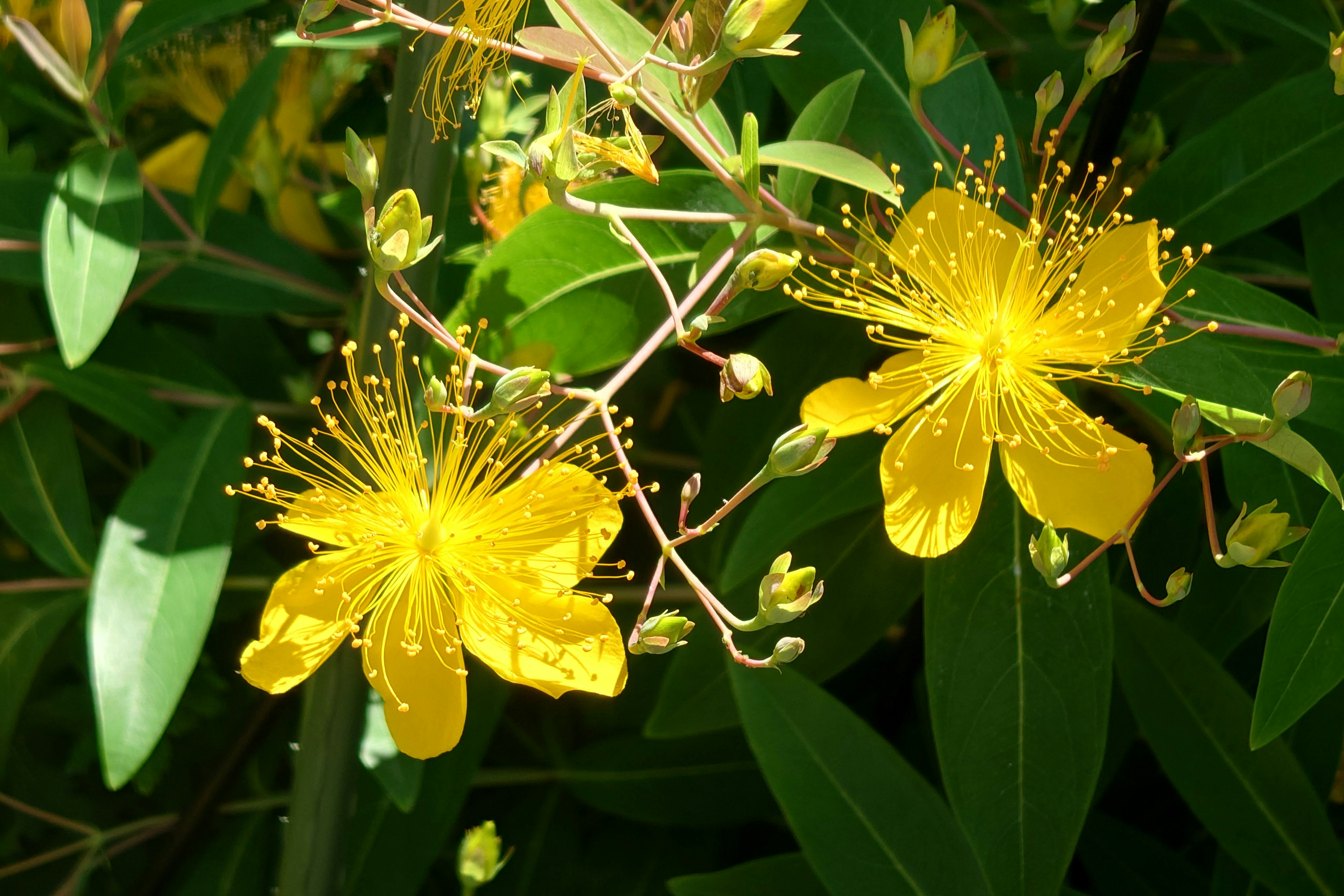 Fiori gialli brillanti con foglie verdi in un ambiente naturale