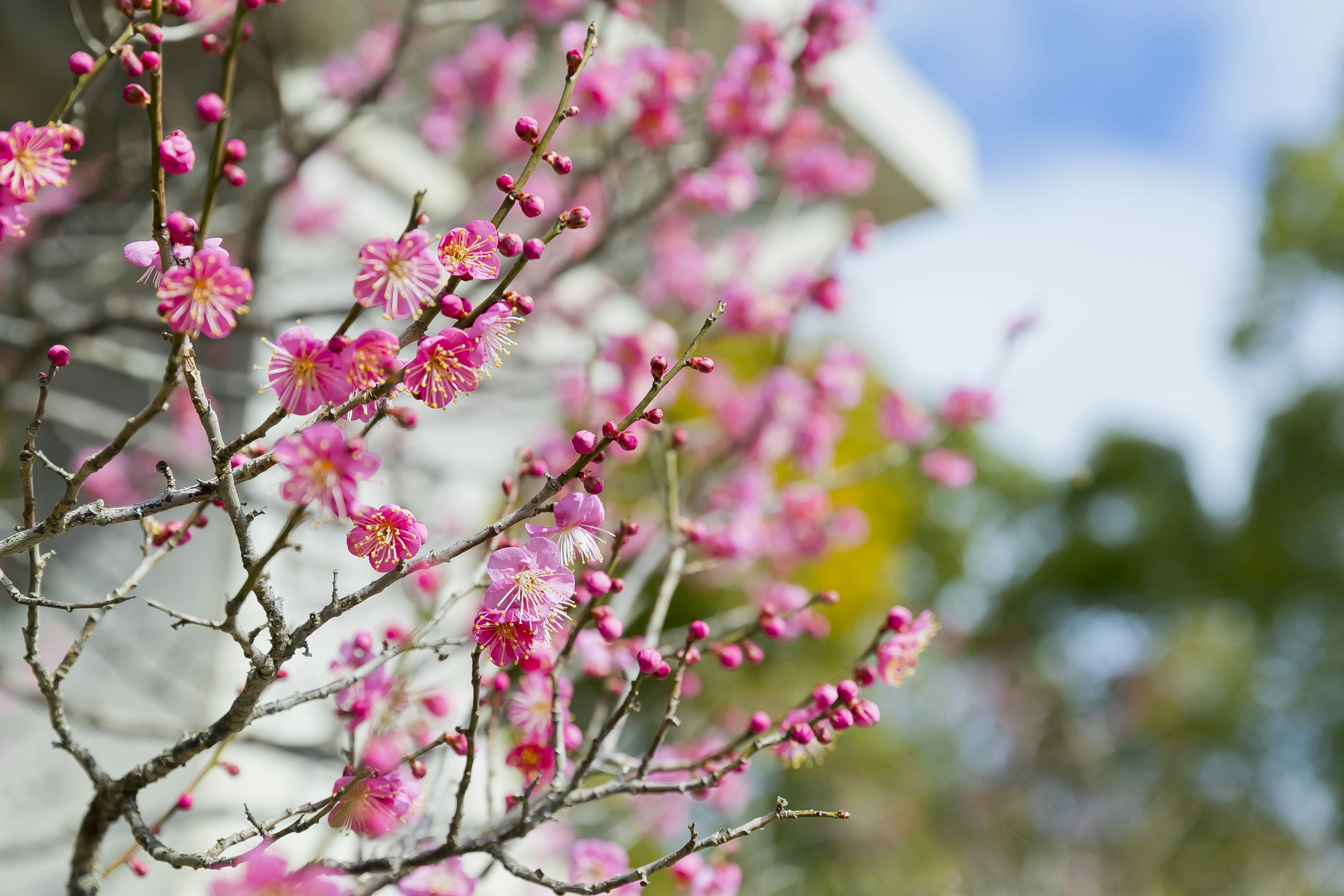 Branches with pink blossoms against a blue sky