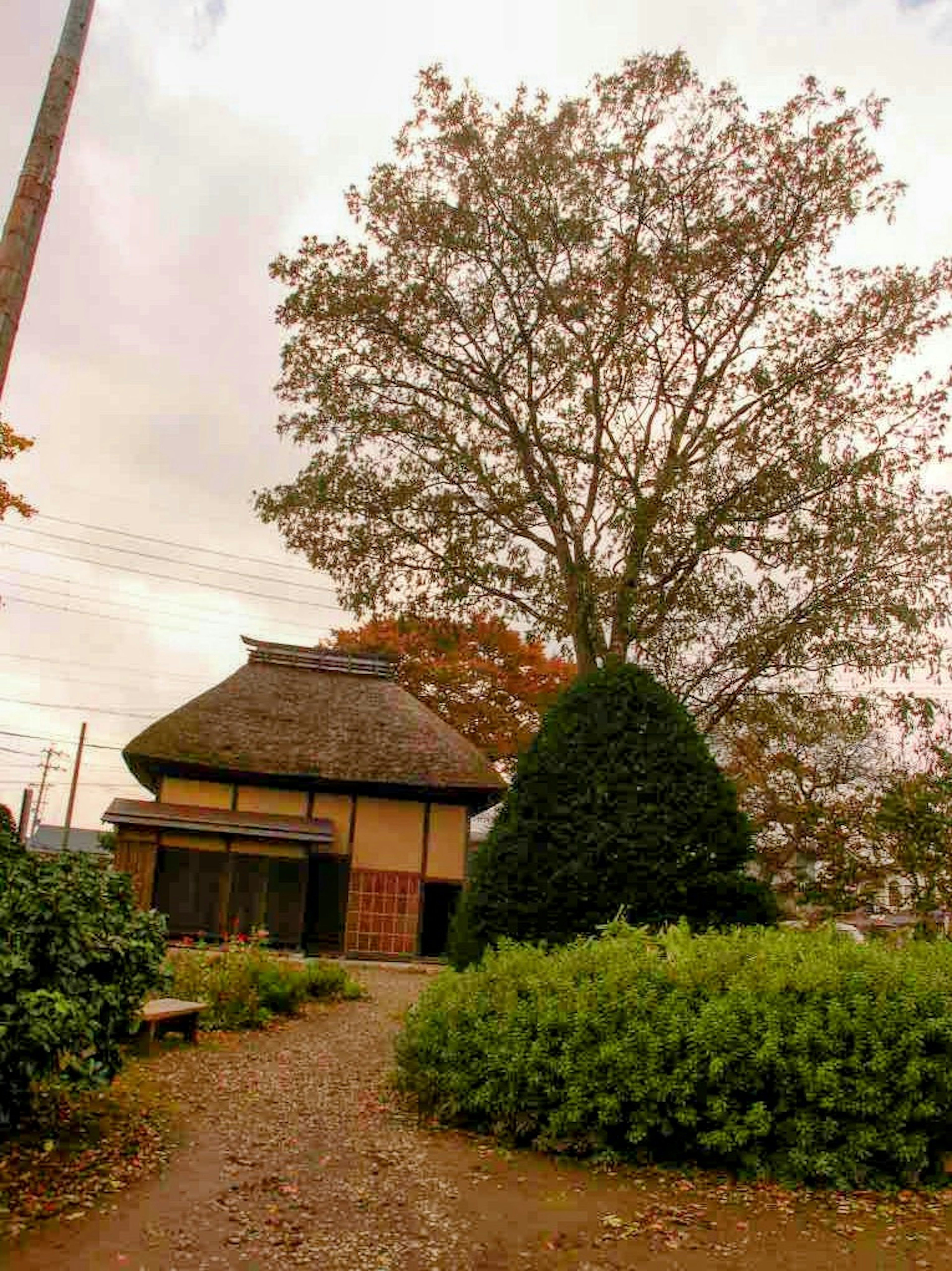 Casa japonesa tradicional con un gran árbol y un camino