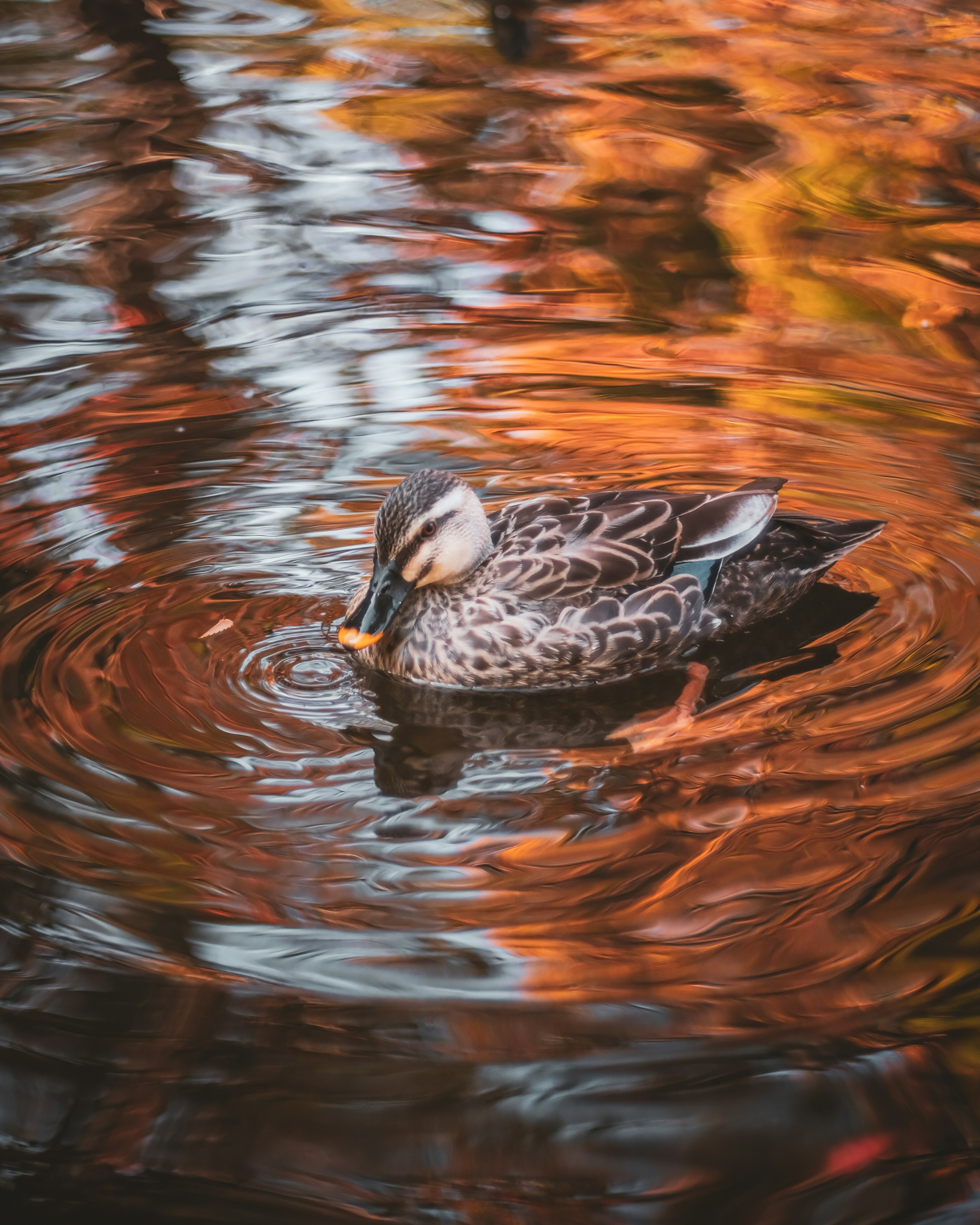 Un canard flottant sur l'eau avec des reflets orange vifs