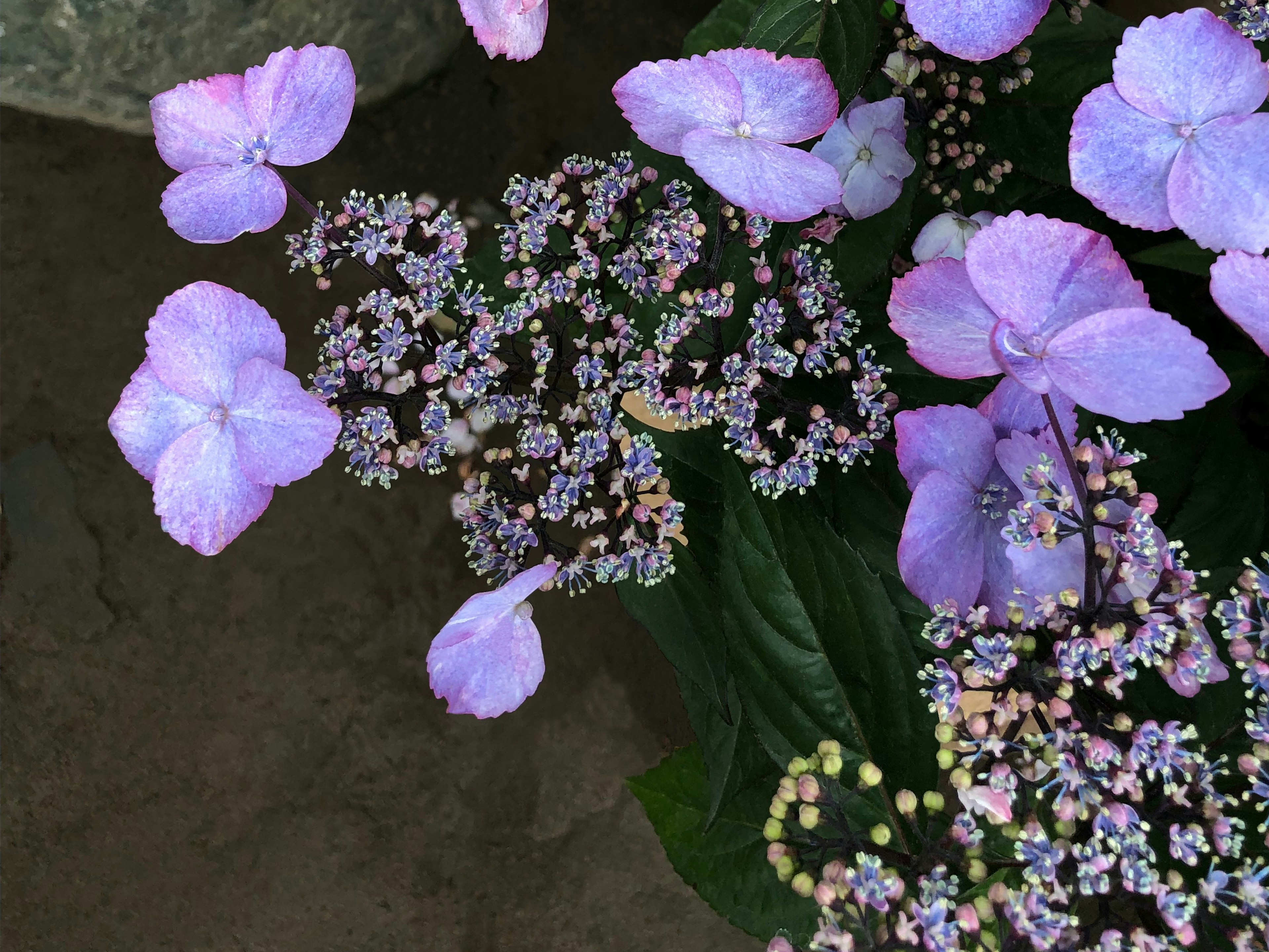 紫色花朵和小白花的美丽花束