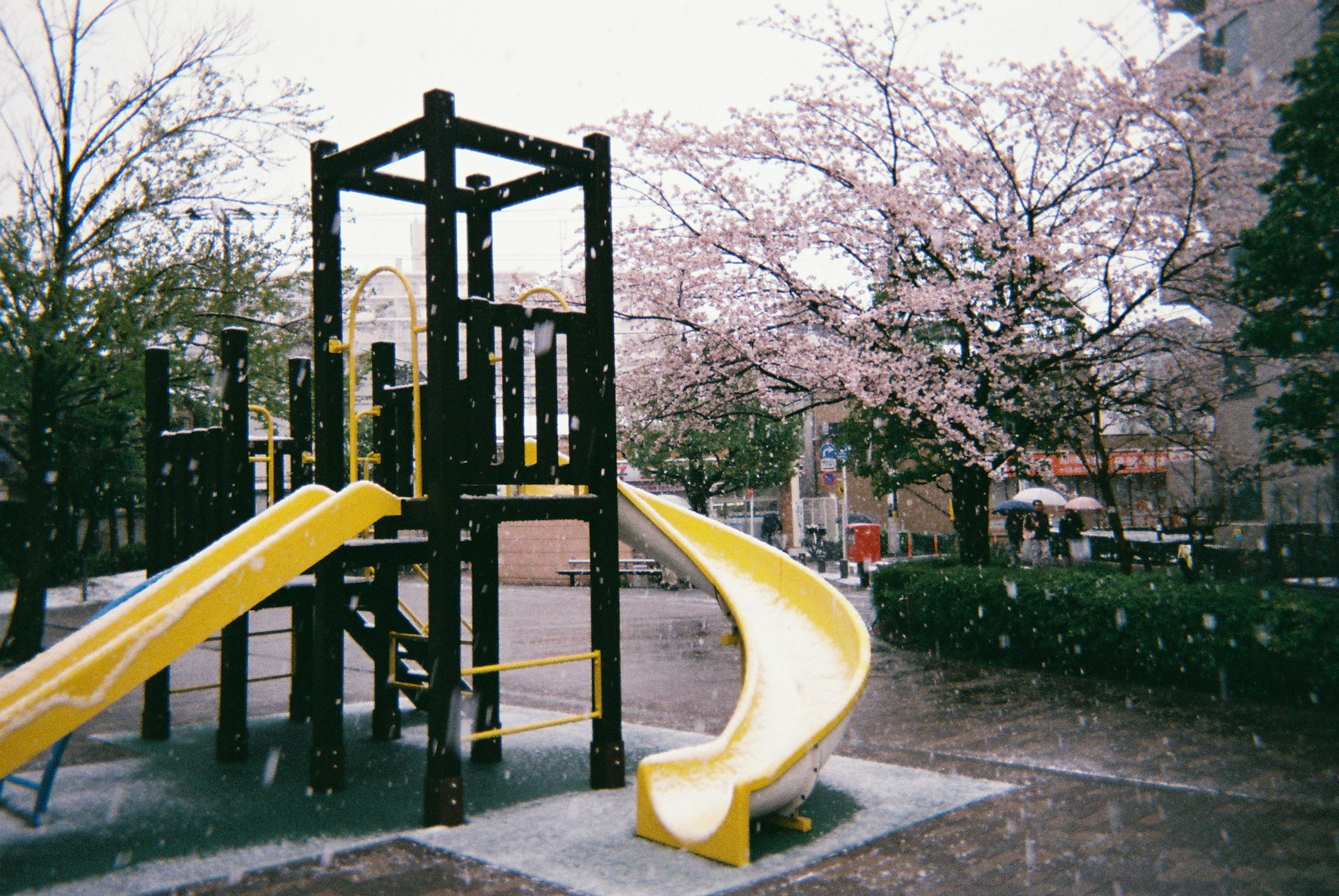 公園の遊具と桜の木がある風景 黄色い滑り台と雪のような背景