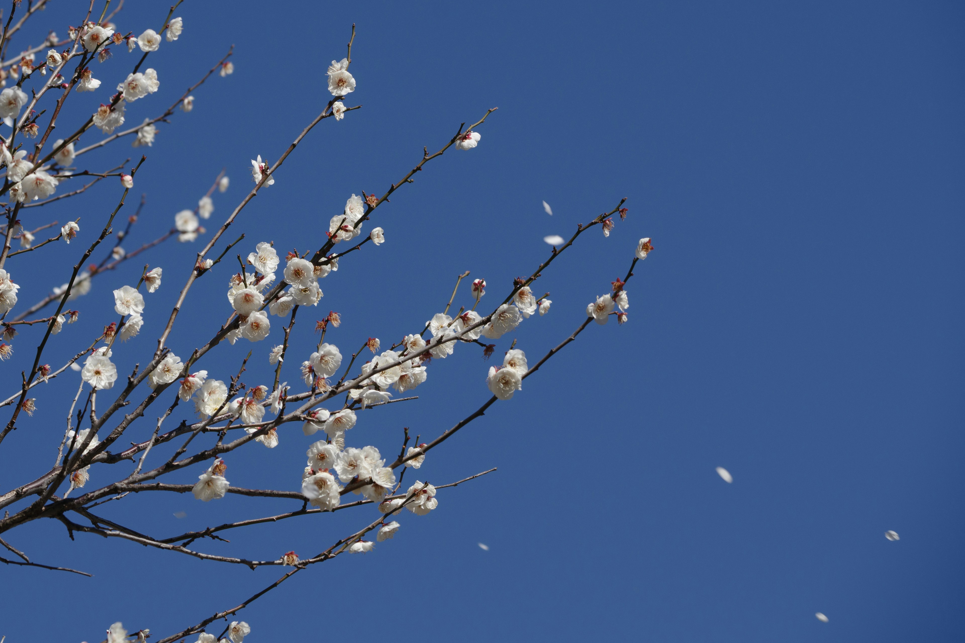 青空に咲く白い花々の枝