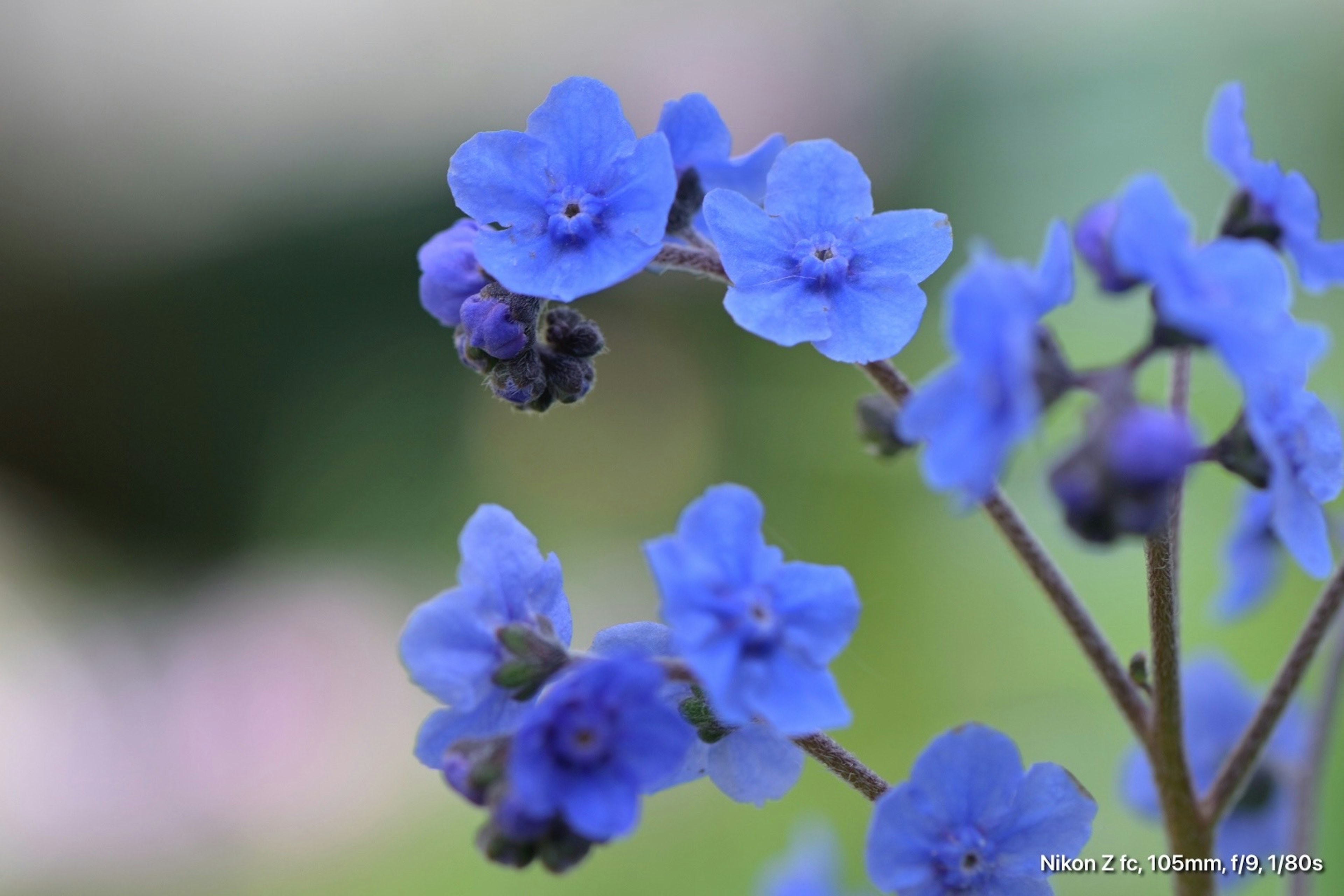 Primo piano di una pianta con fiori blu