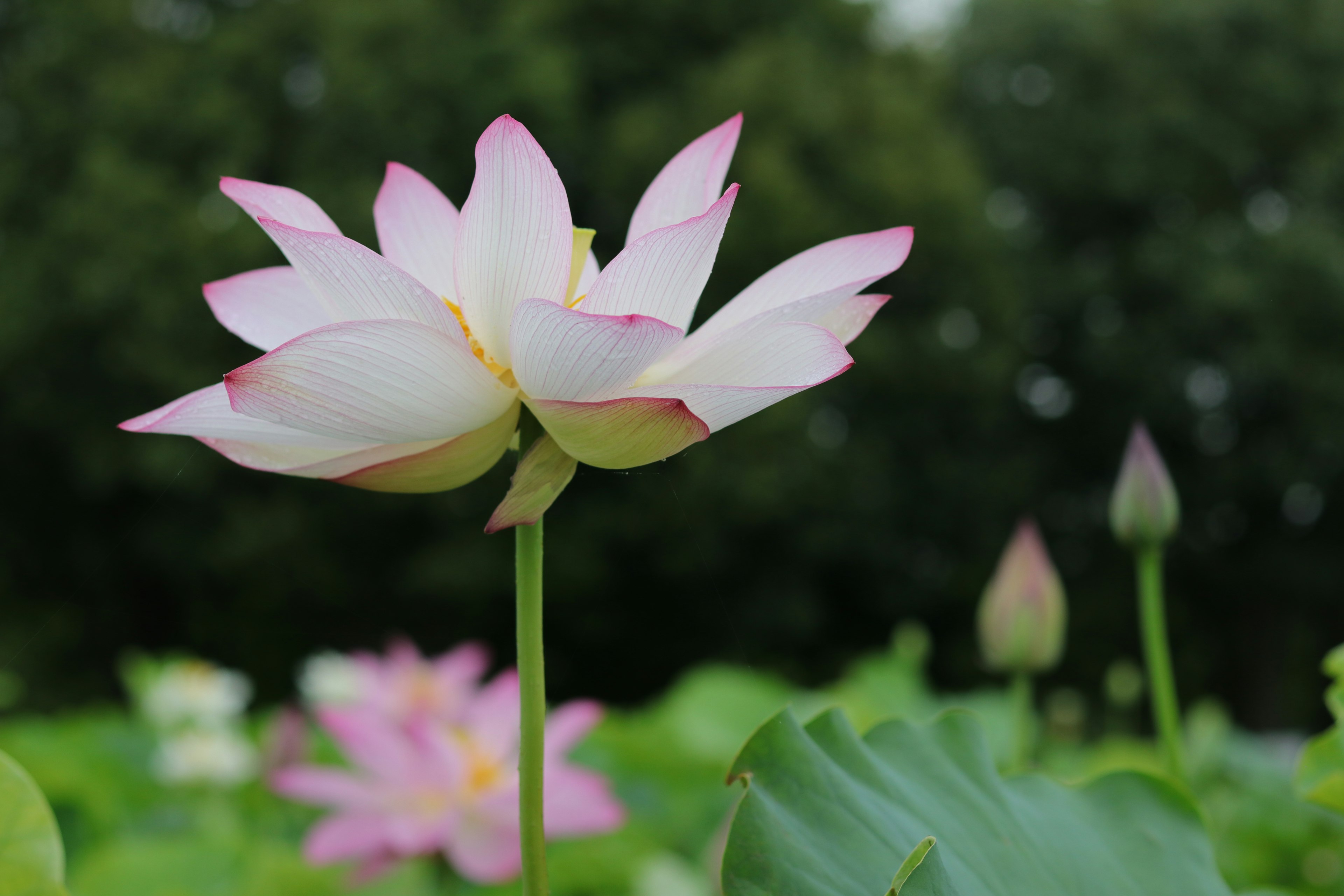 美丽的莲花盛开，色彩鲜艳的粉色花瓣