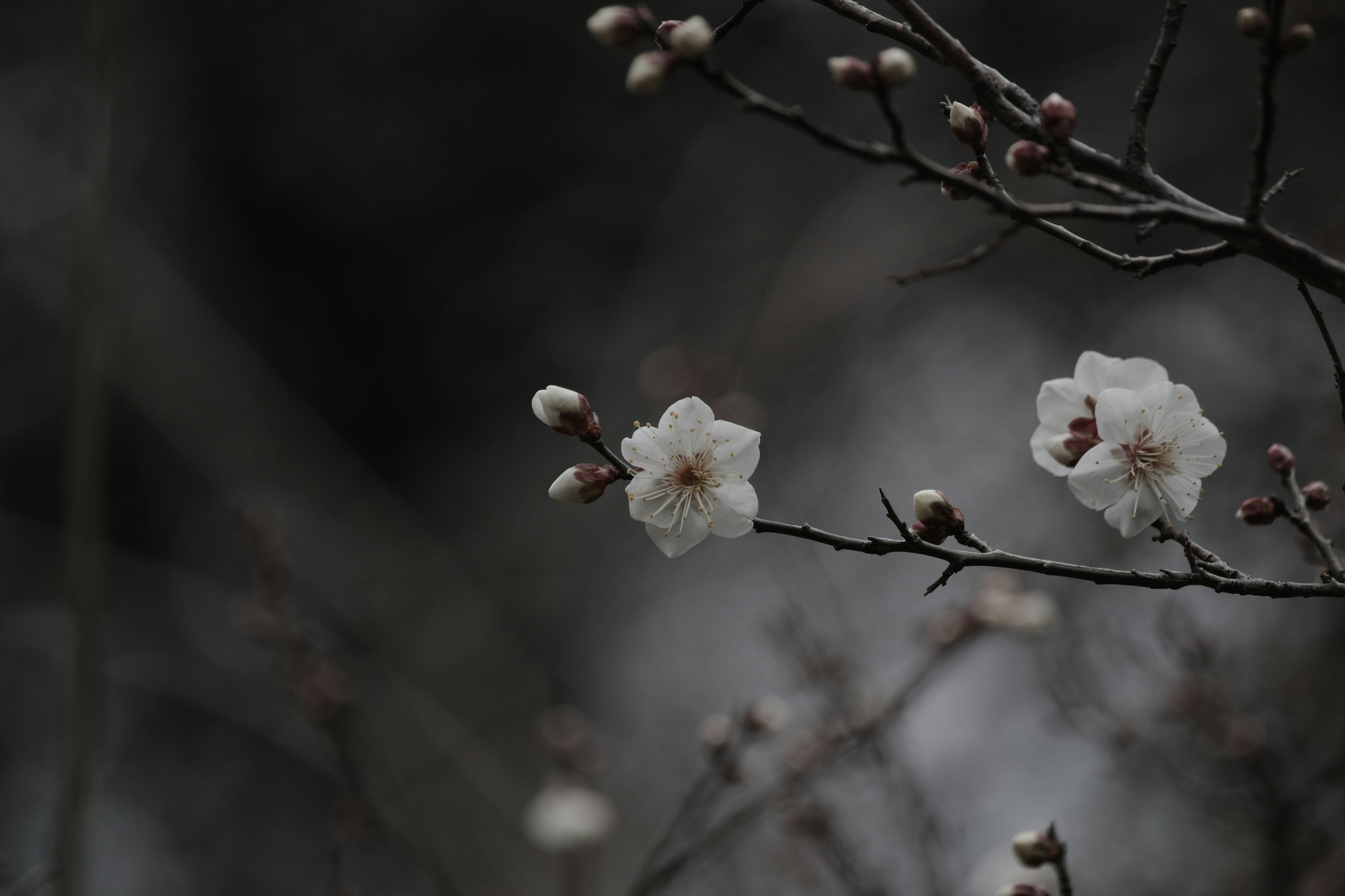 黑暗背景下的白色花朵和芽