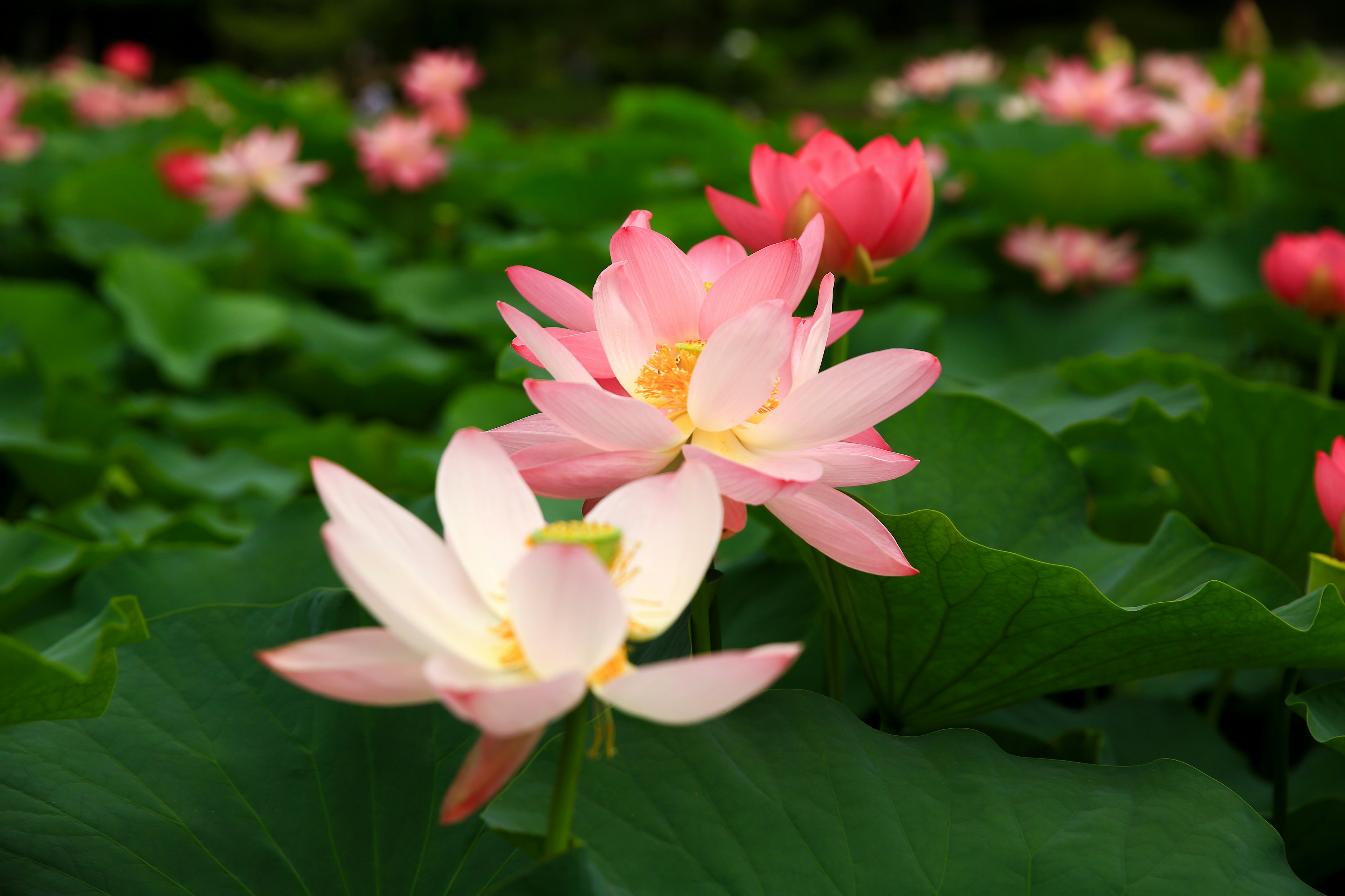 Beautiful lotus flowers blooming among green leaves