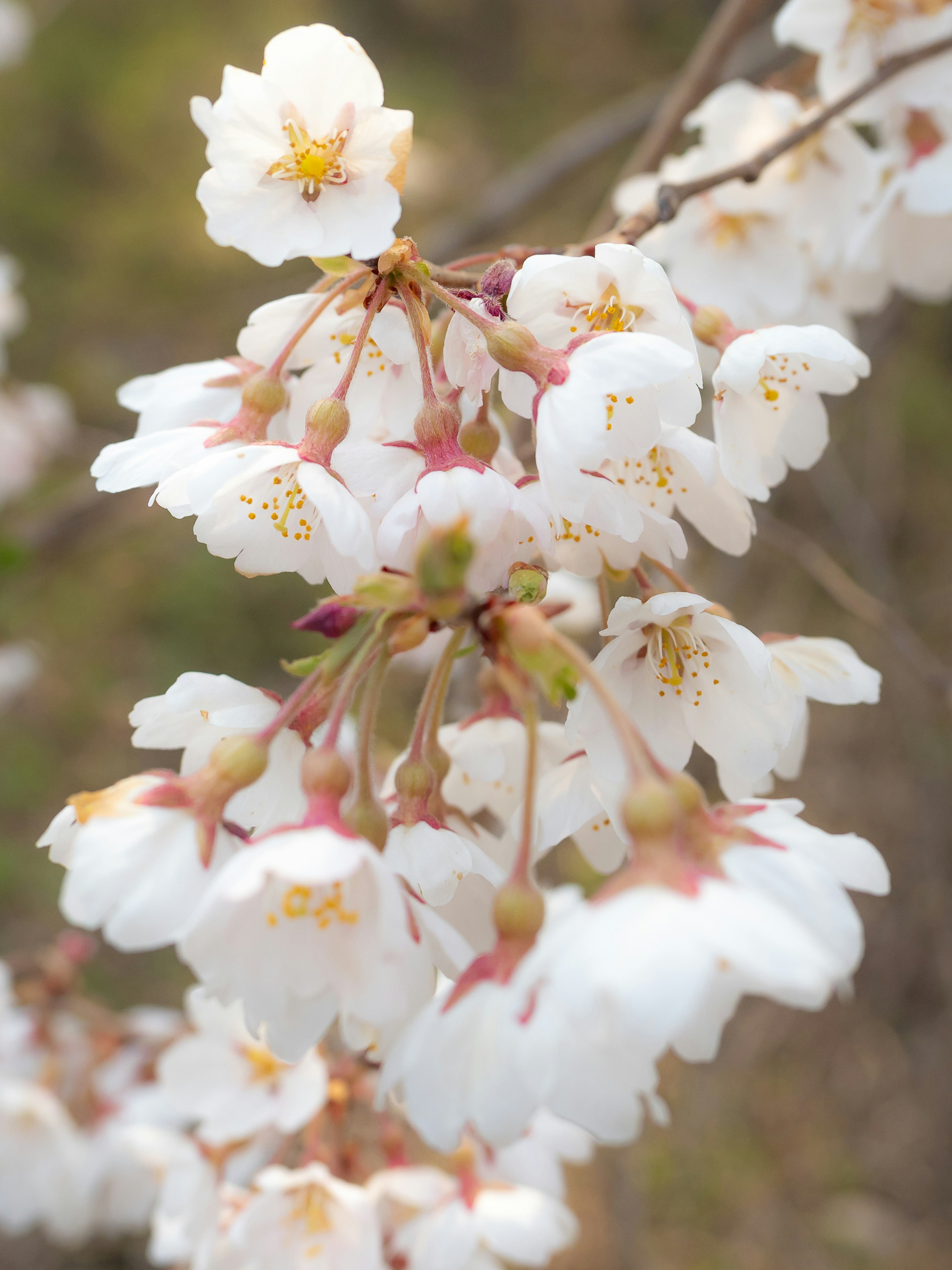 Kedekatan bunga sakura di cabang