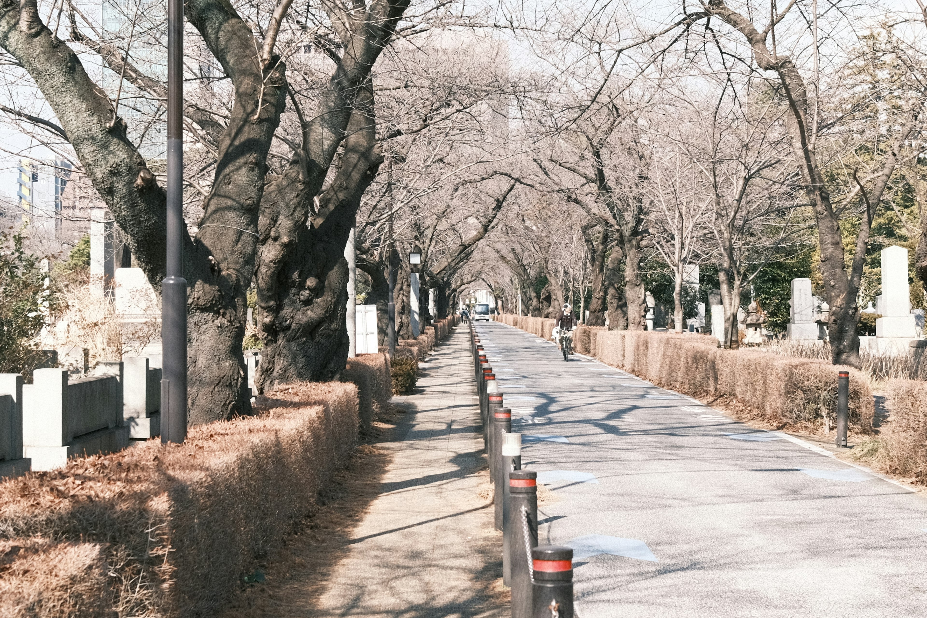 Pathway in a winter park lined with bare trees and neatly arranged gravestones