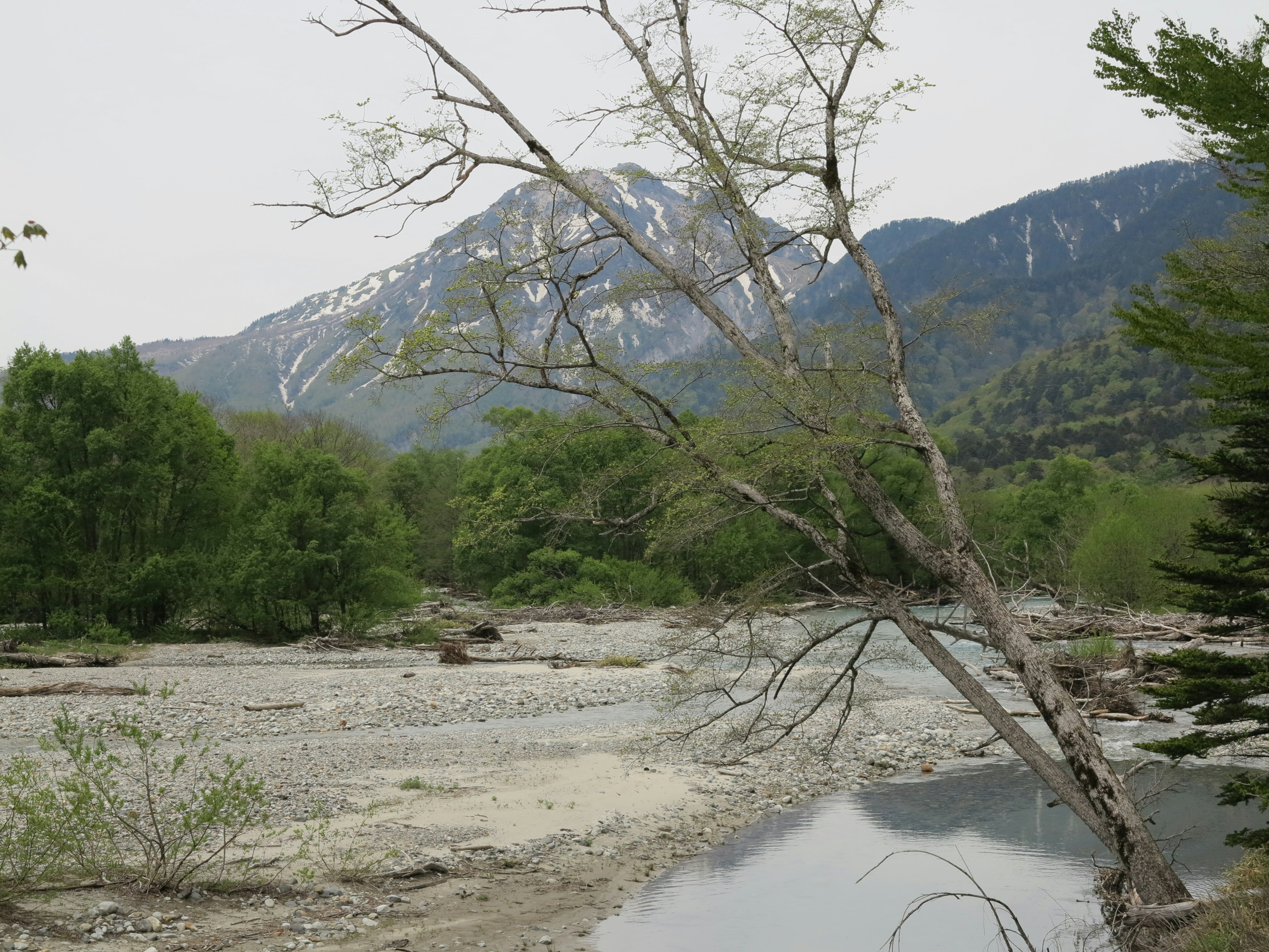 Vista panoramica di un fiume con montagne sullo sfondo alberi verdi e un albero secco