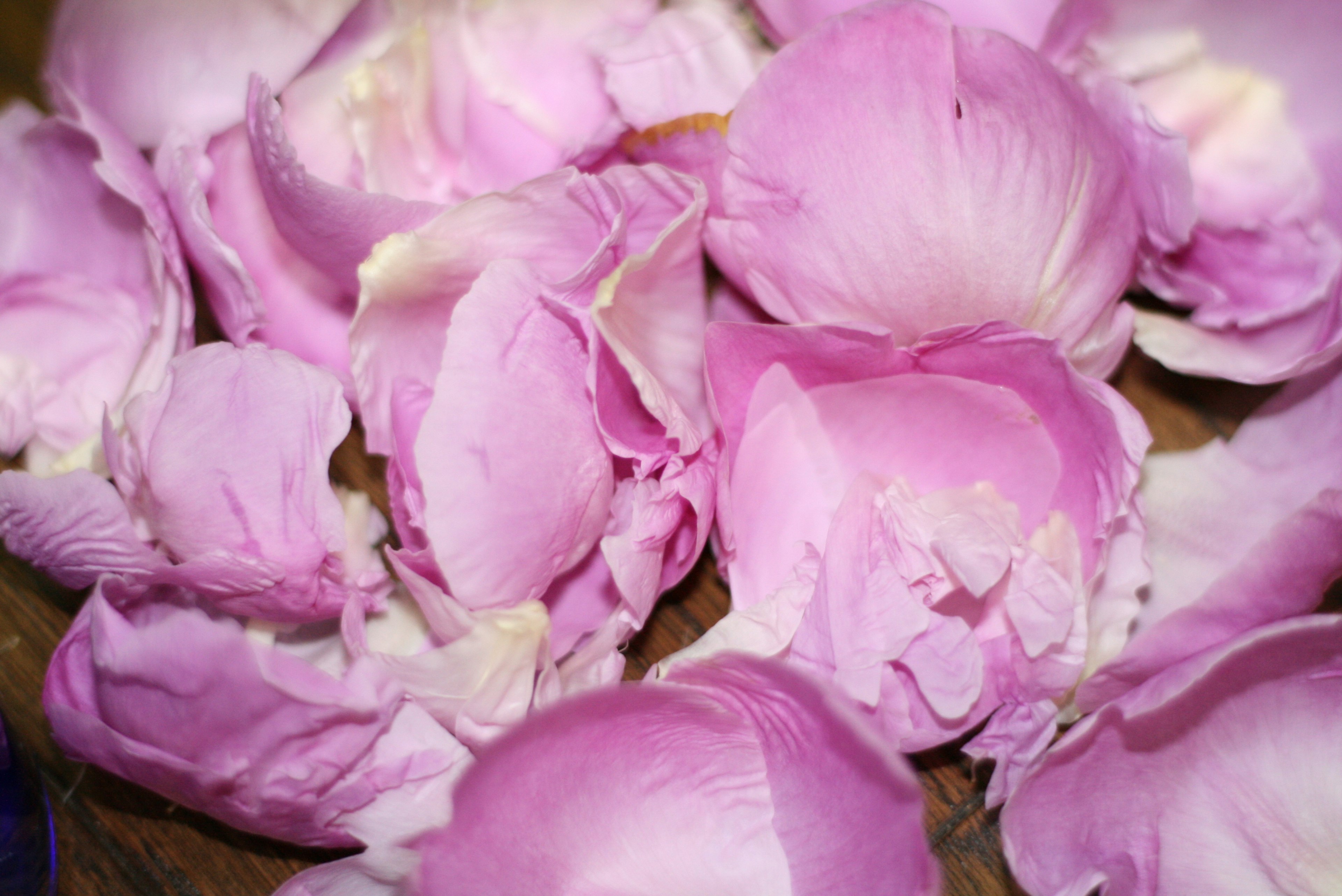 A close-up of soft pink rose petals scattered together