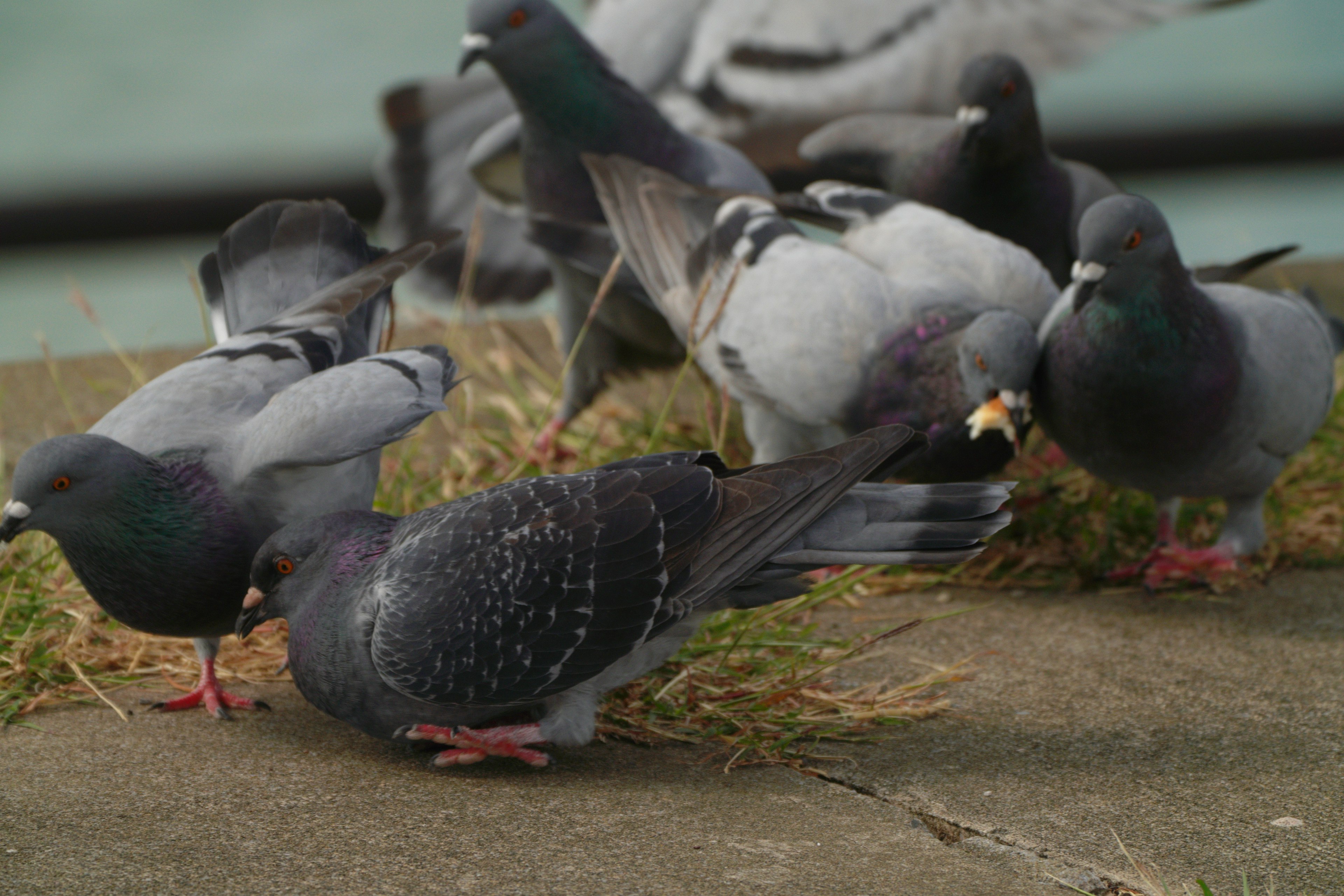 Several pigeons searching for food on the ground