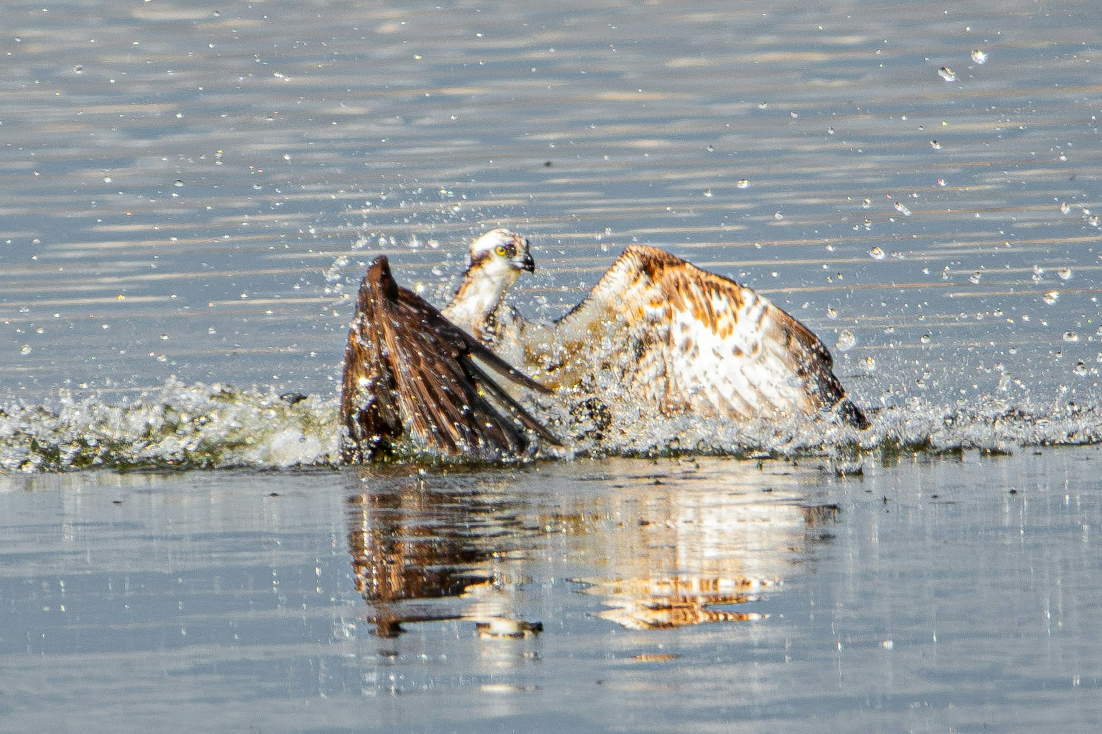 Falco che cattura un pesce nell'acqua con schizzi