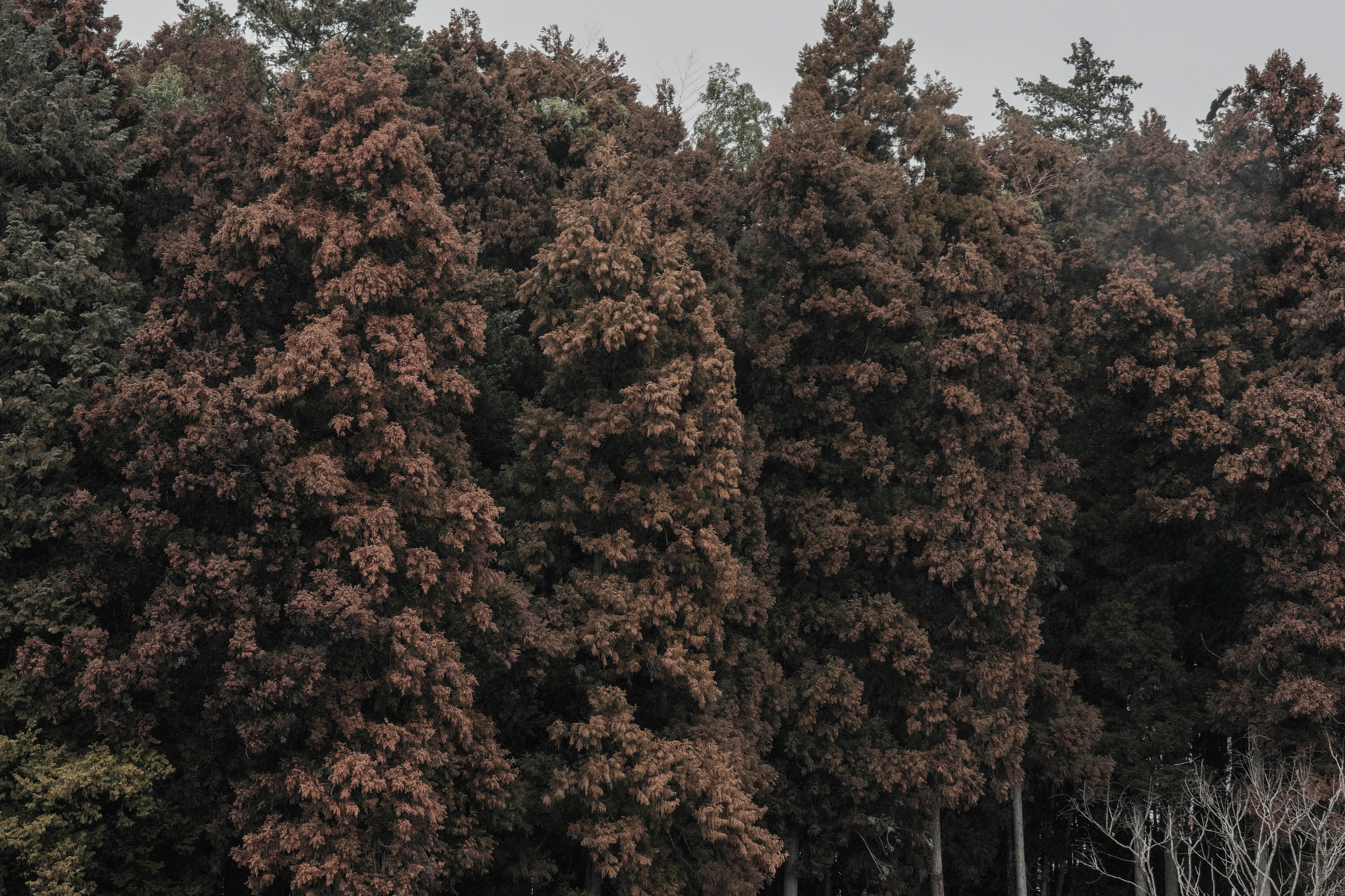 Immagine di alberi raggruppati che mostrano colori autunnali