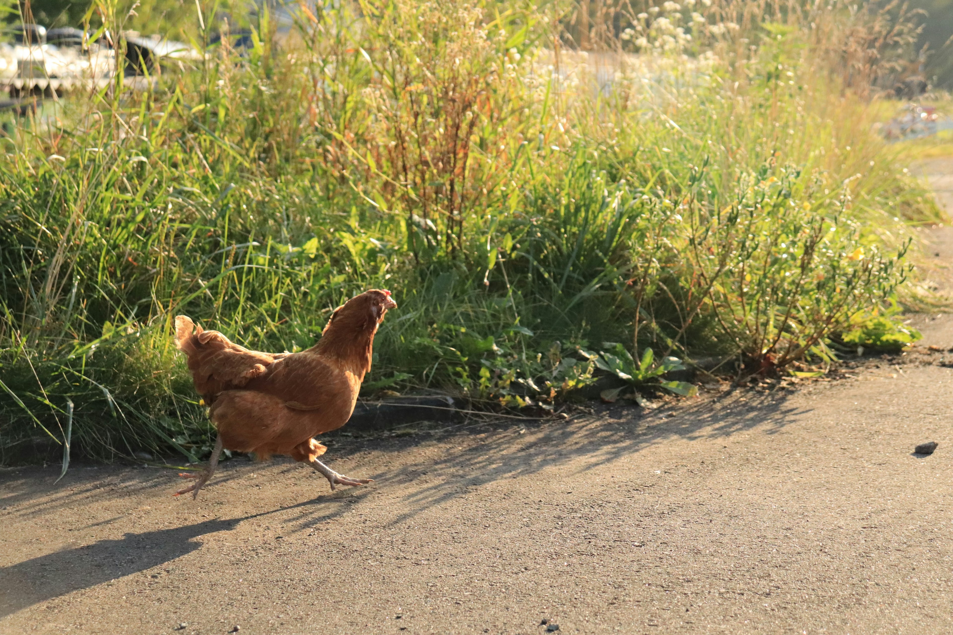 Gallina marrón corriendo por la hierba