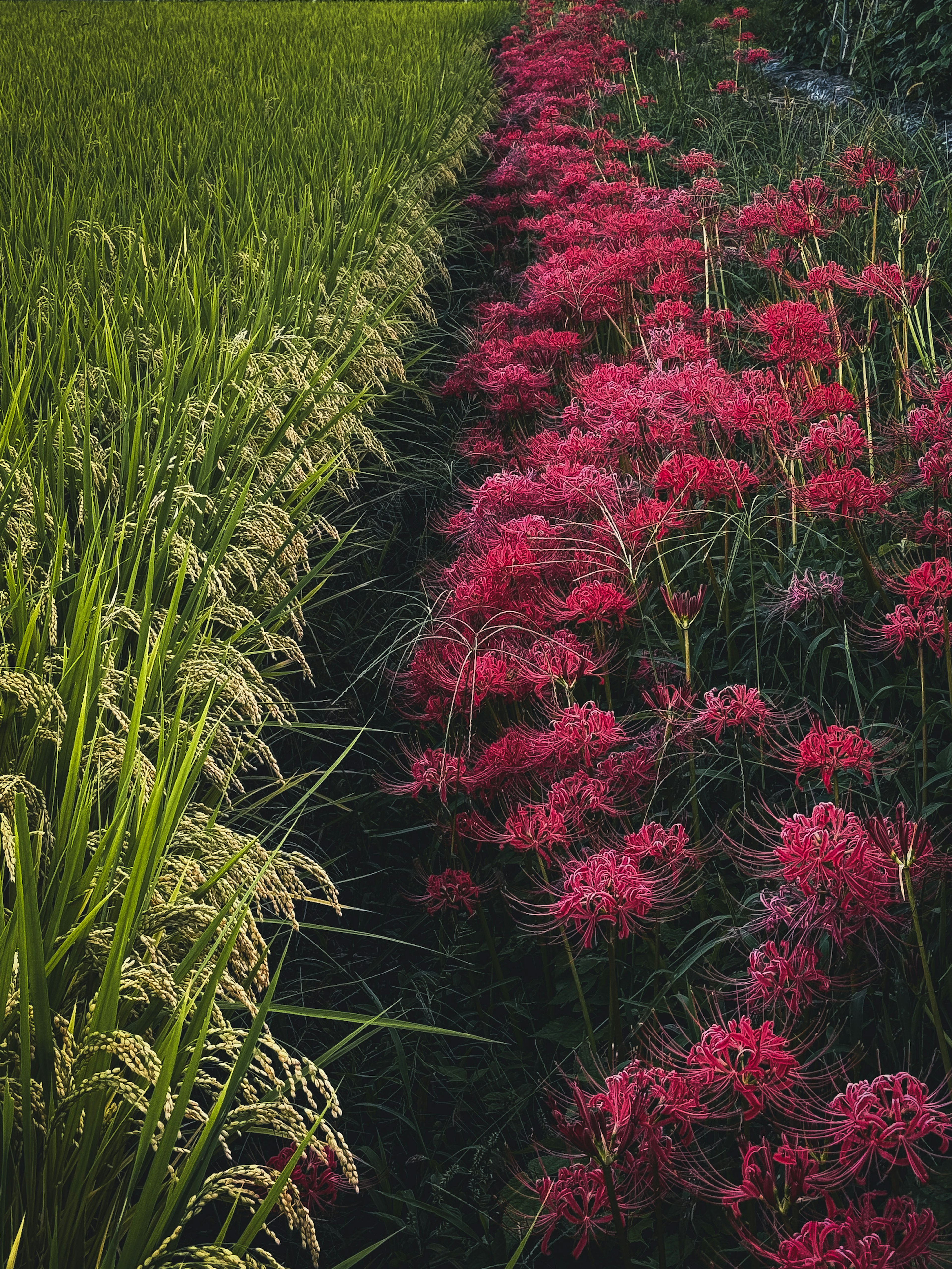 Beau paysage de riz vert et de lys araignée rouges