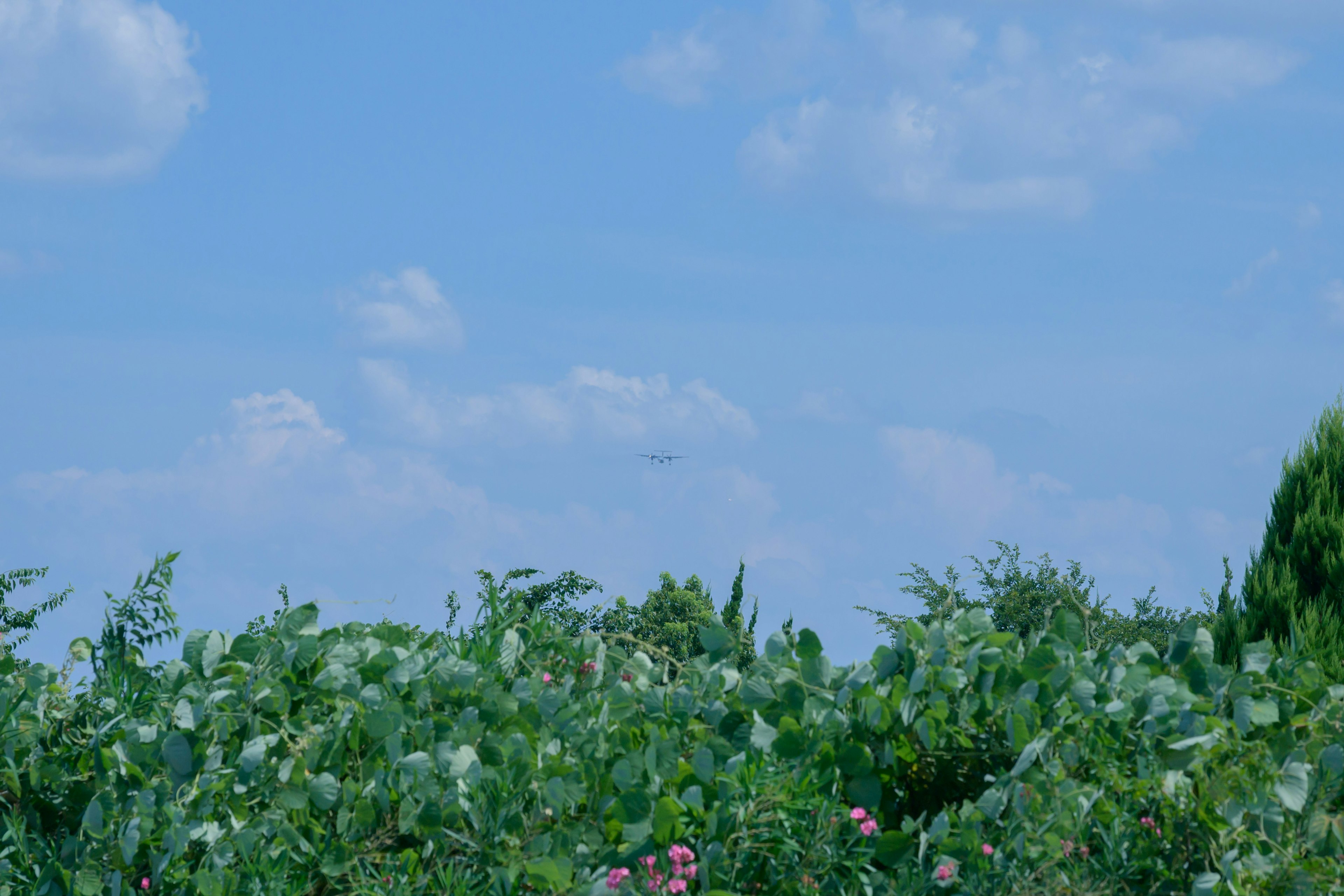 Paesaggio con fogliame verde e fiori rosa sotto un cielo blu con nuvole bianche