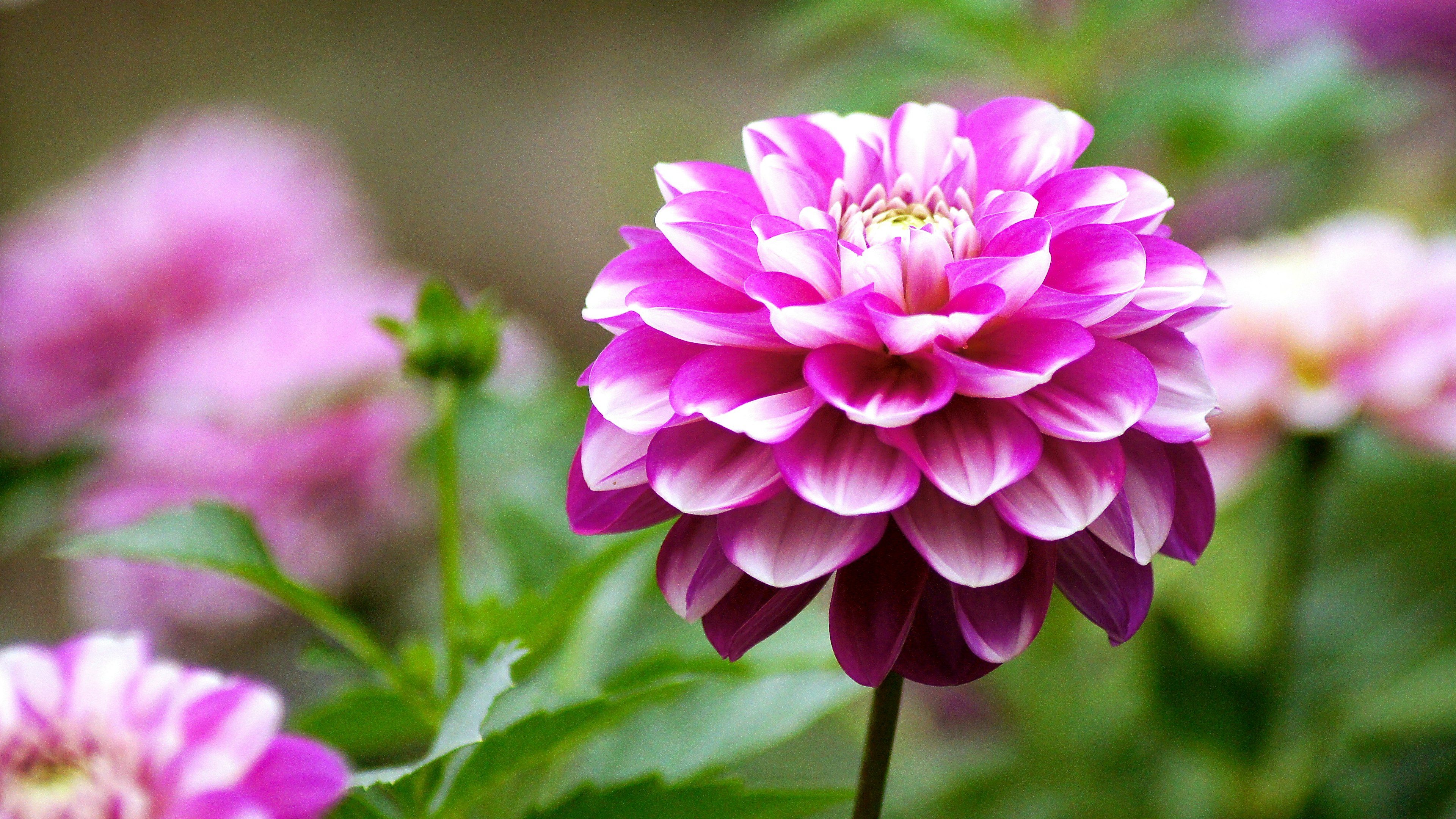 Bunga dahlia pink cerah mekar di antara daun hijau