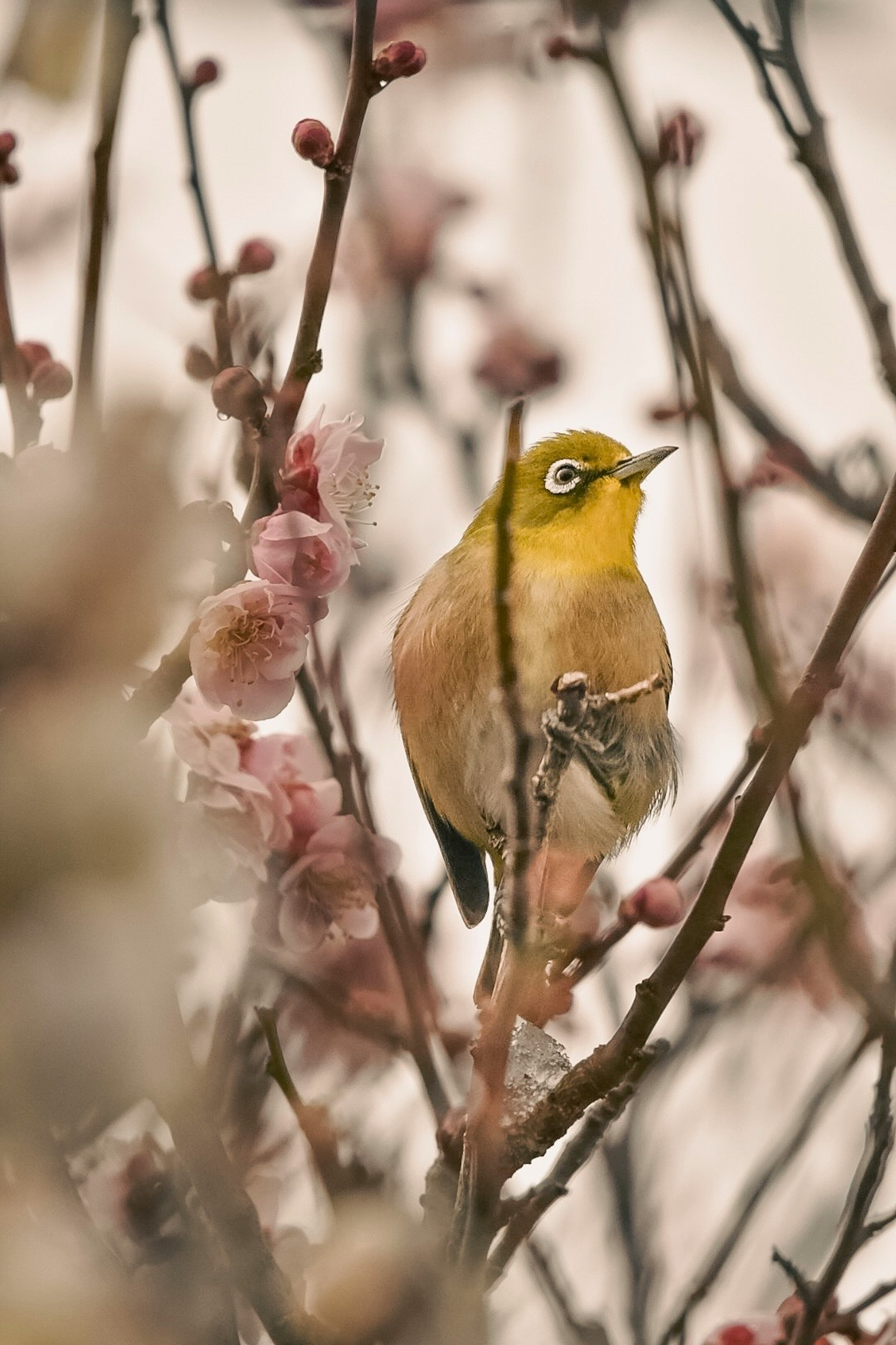 黄色い鳥が桃の花の枝にとまっている