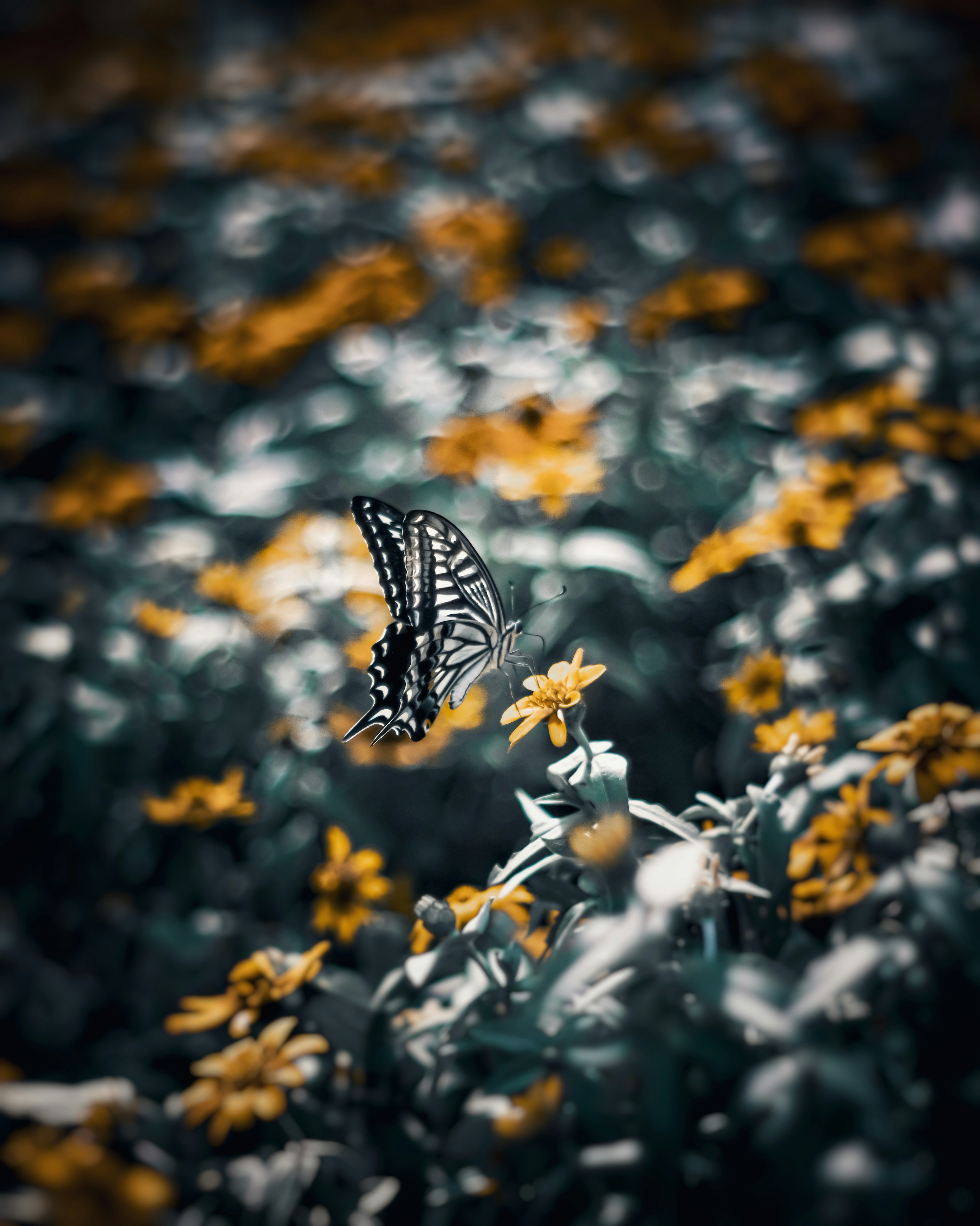 Mariposa volando entre flores negras y naranjas