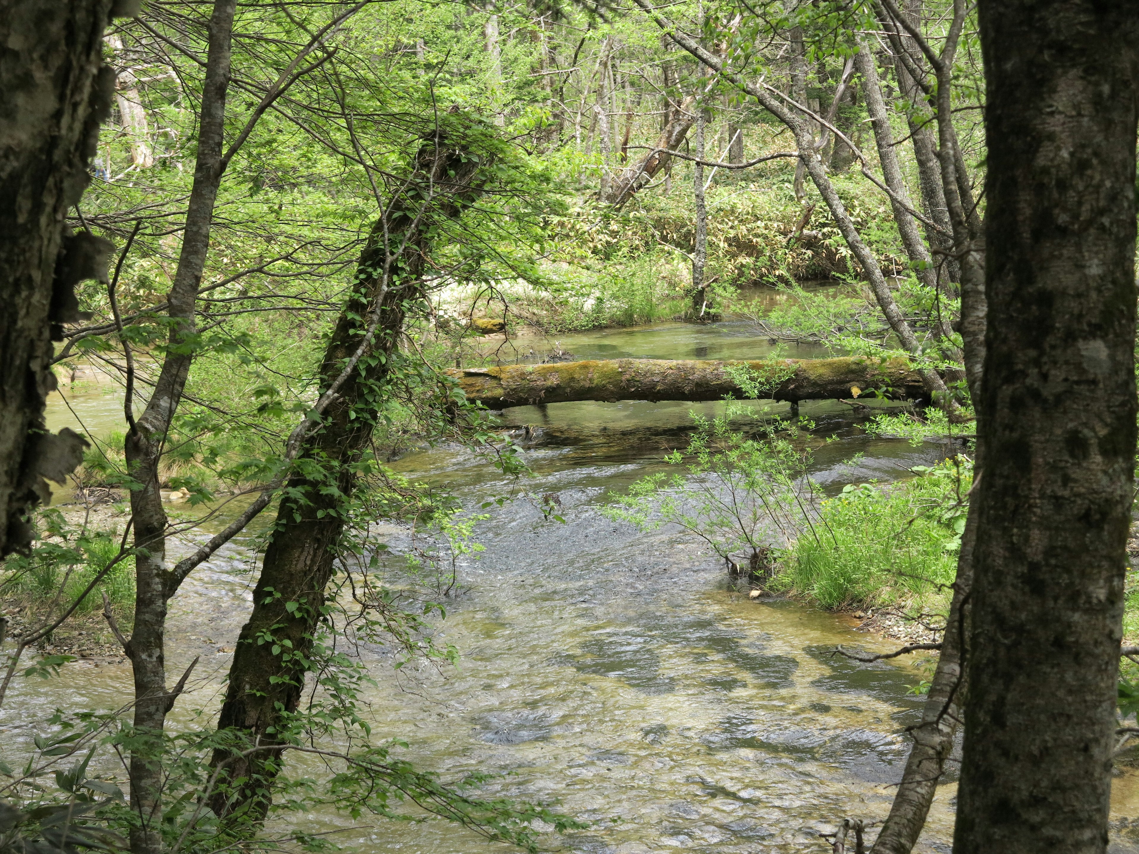 Serene stream surrounded by lush green trees