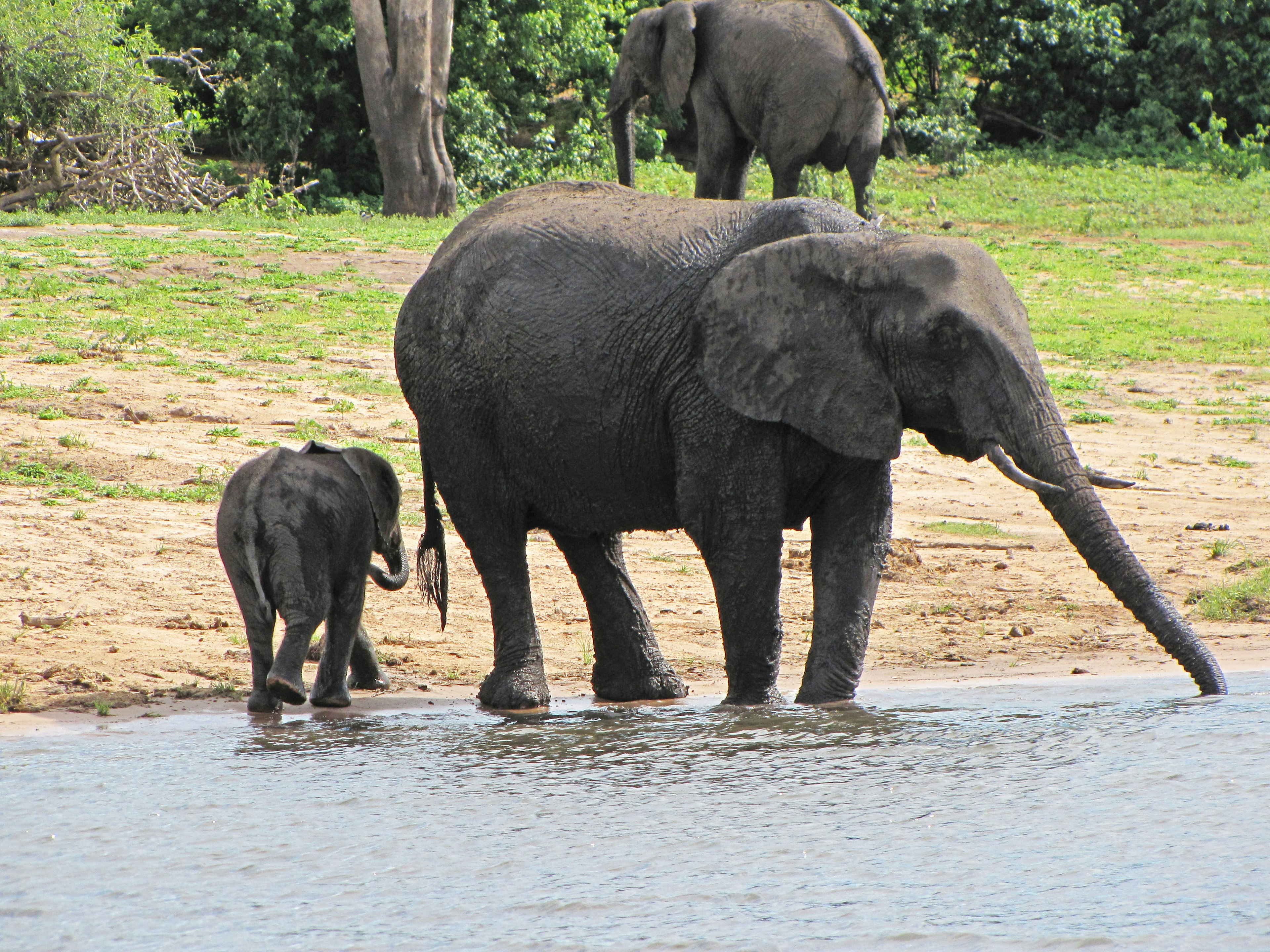 Elefante madre y bebé cerca del agua