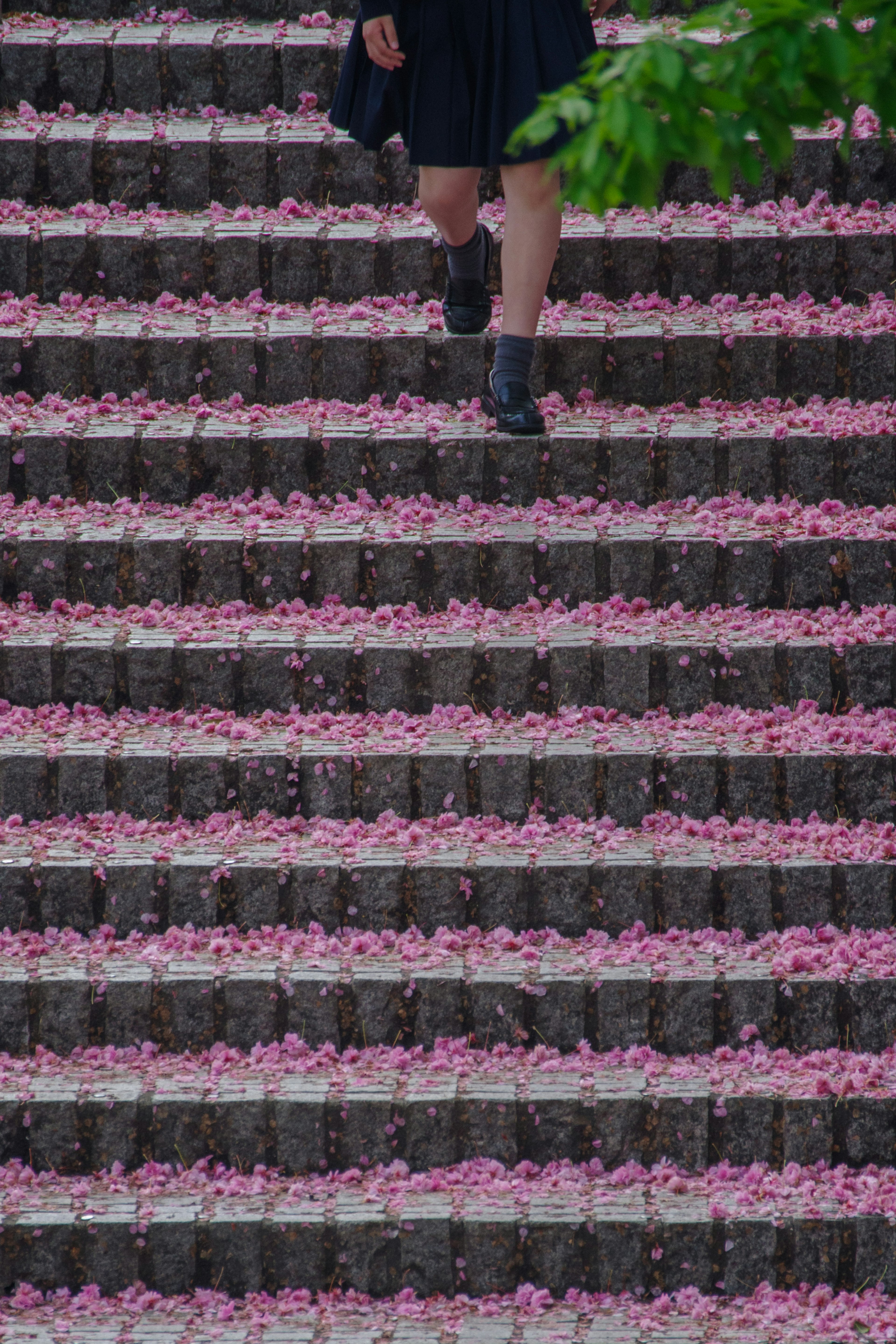 Füße einer Frau, die auf Stufen mit rosa Kirschblütenblättern gehen