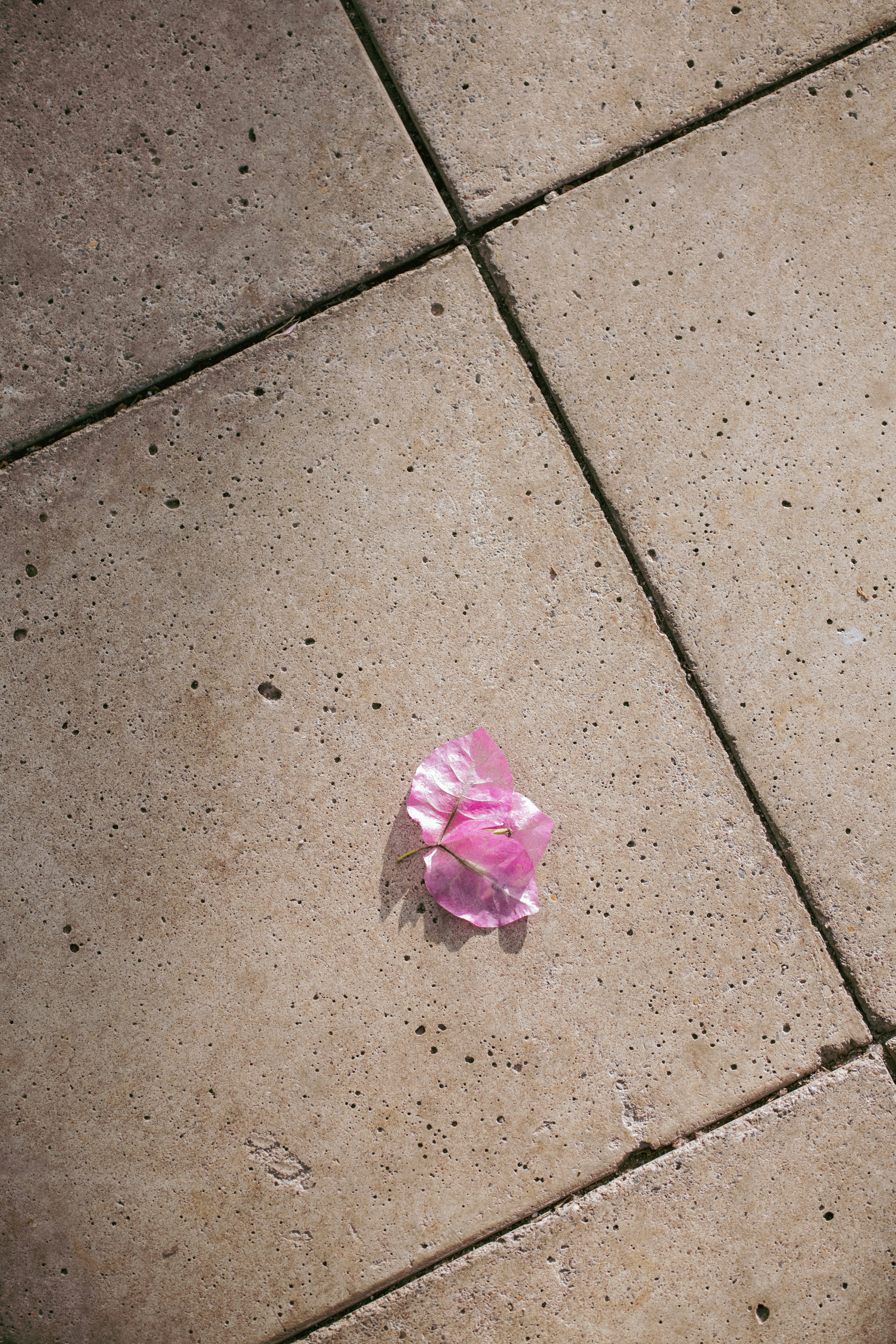 Un pétalo de flor rosa claro sobre una superficie de concreto