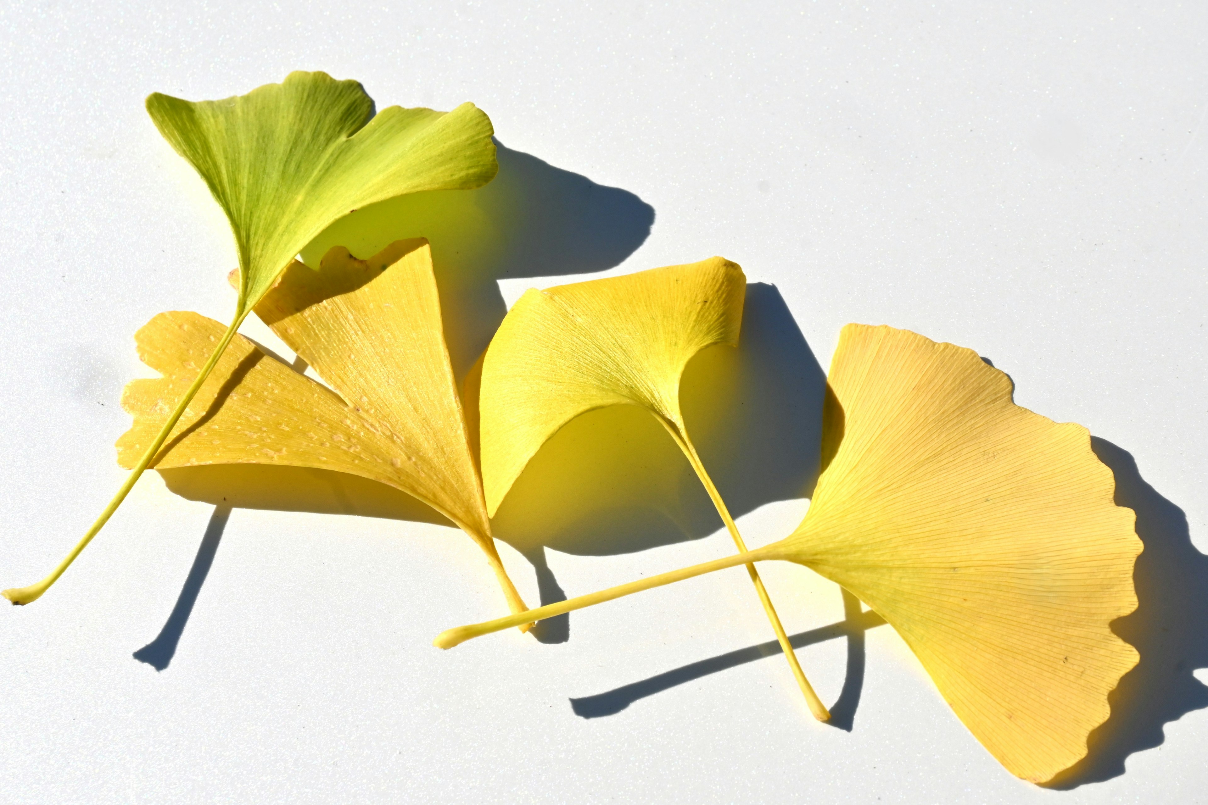 Una colección de hojas de ginkgo amarillas dispuestas sobre un fondo blanco