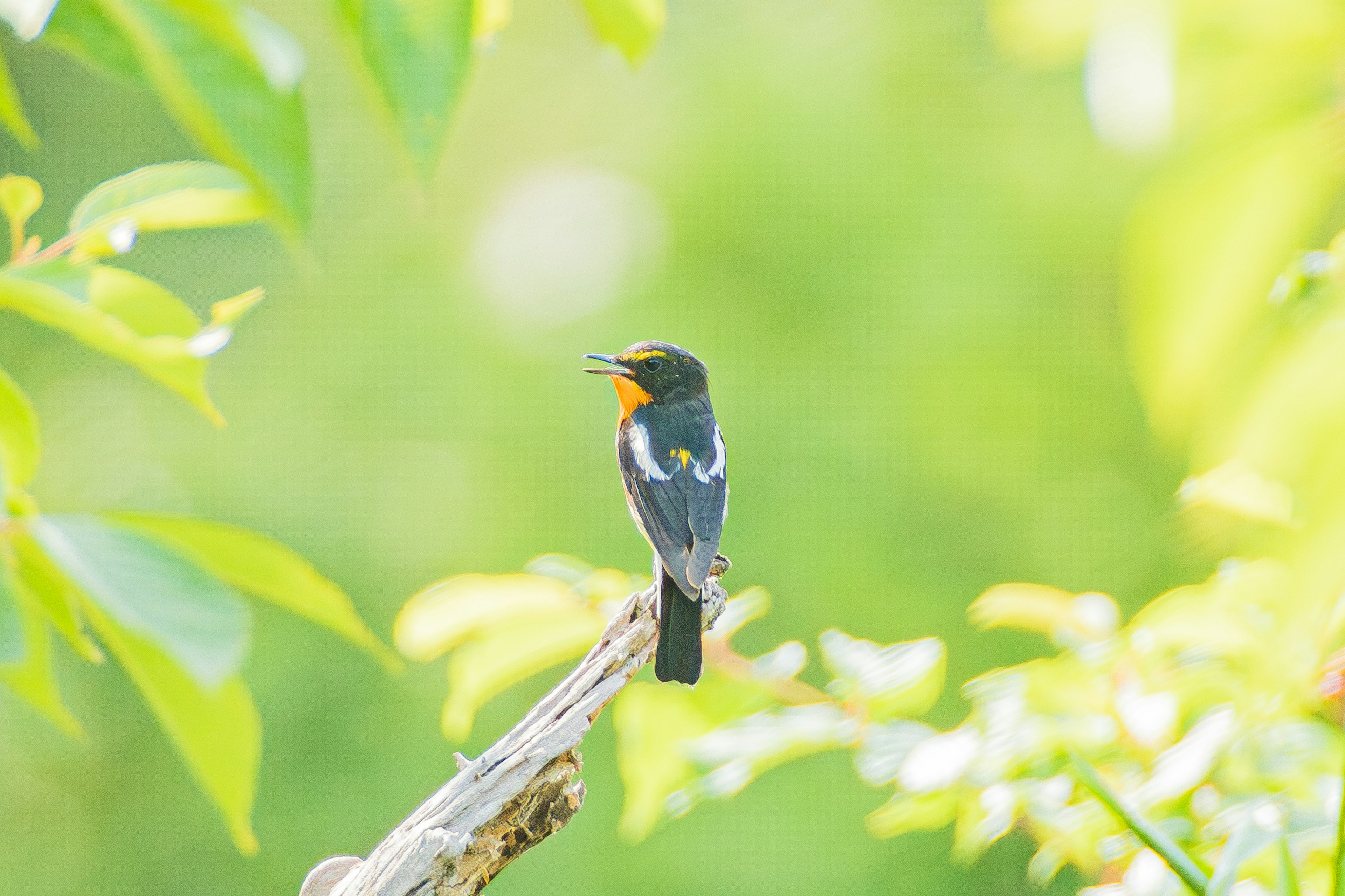 Un oiseau noir et orange perché sur un fond jaune-vert éclatant