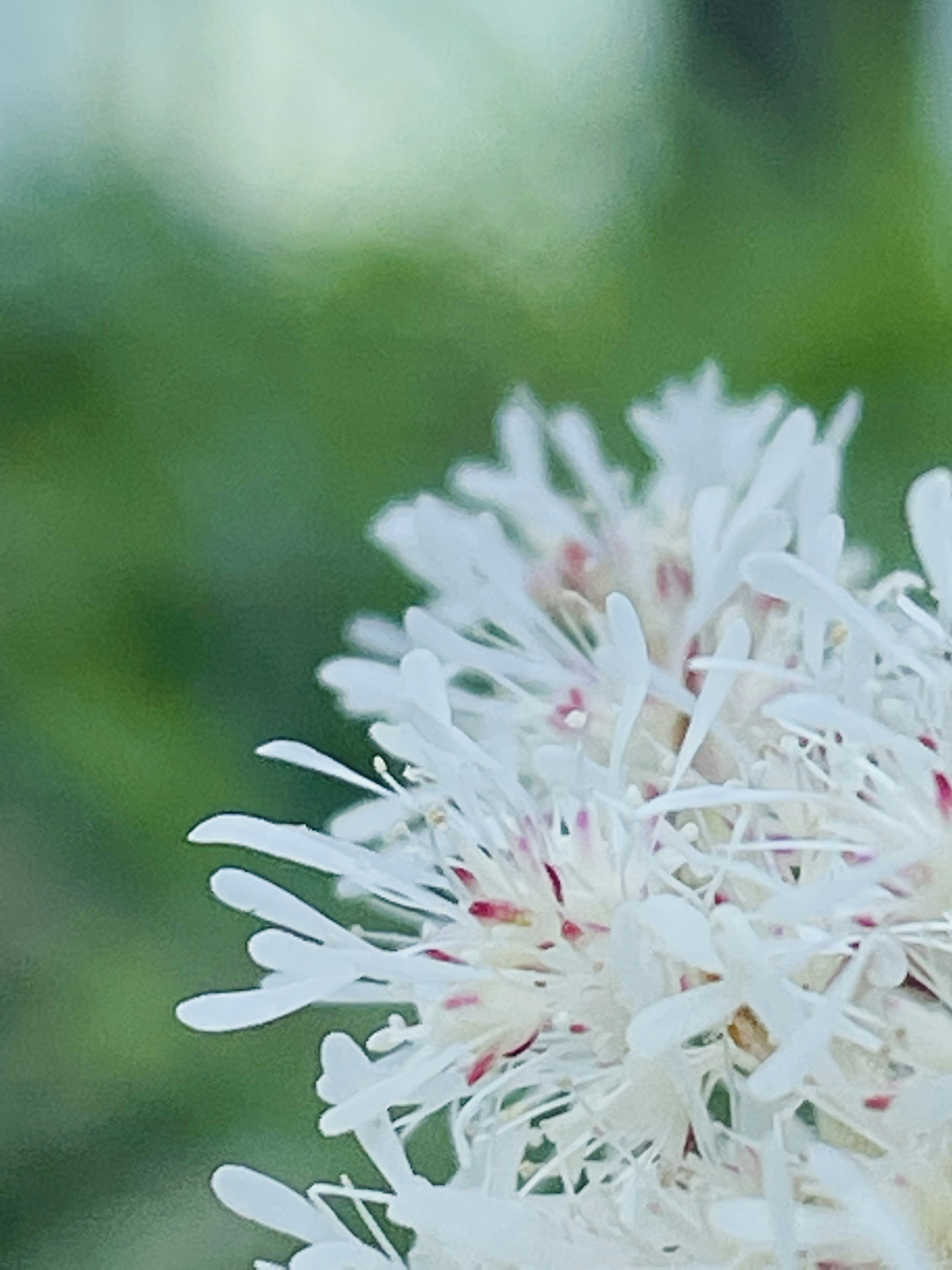 白い花のクローズアップ　細かい花弁と赤い点が特徴