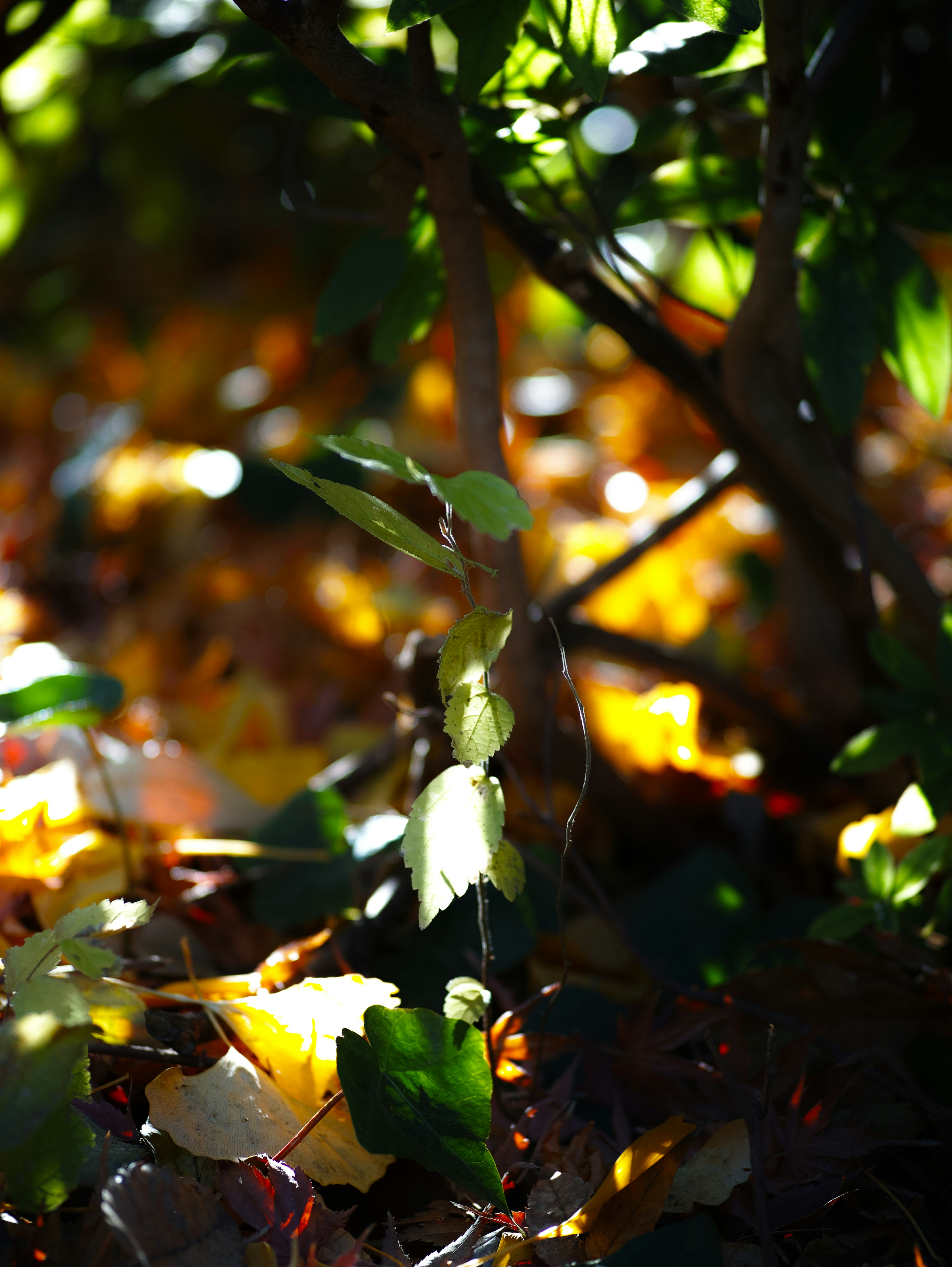 Sol forestier avec des feuilles vertes vives et des feuilles tombées colorées illuminées par la lumière du soleil