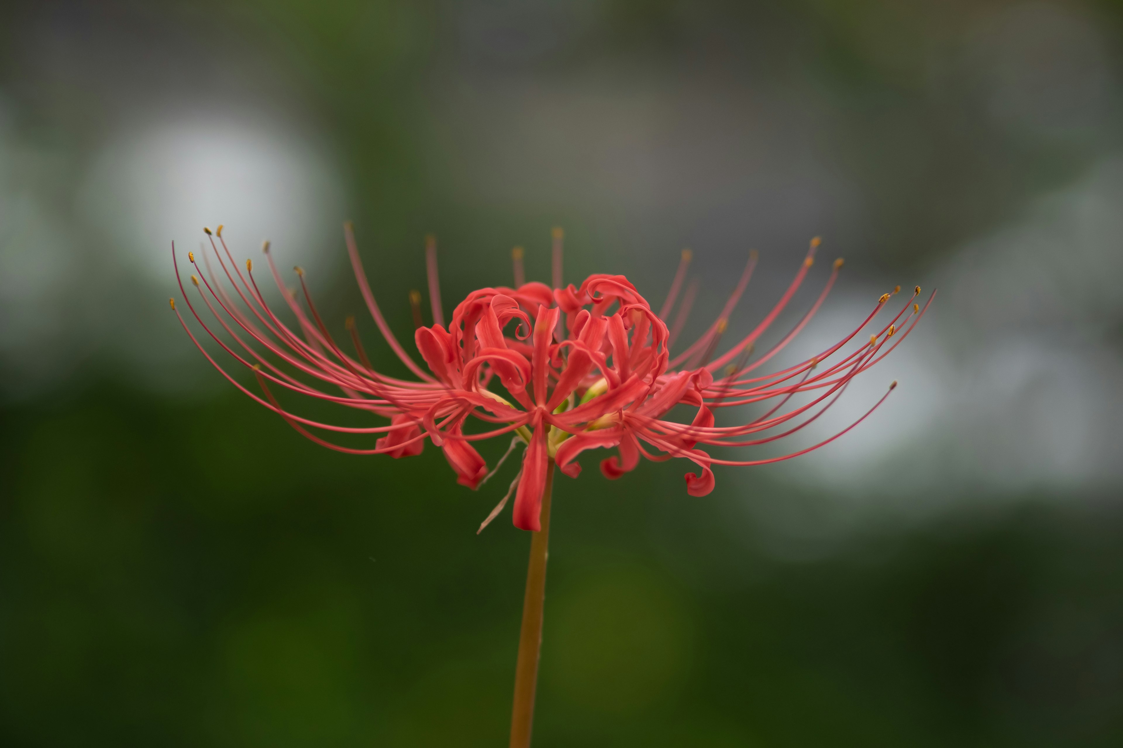 Primo piano di un giglio ragno rosso con petali lunghi e delicati su uno sfondo verde sfocato