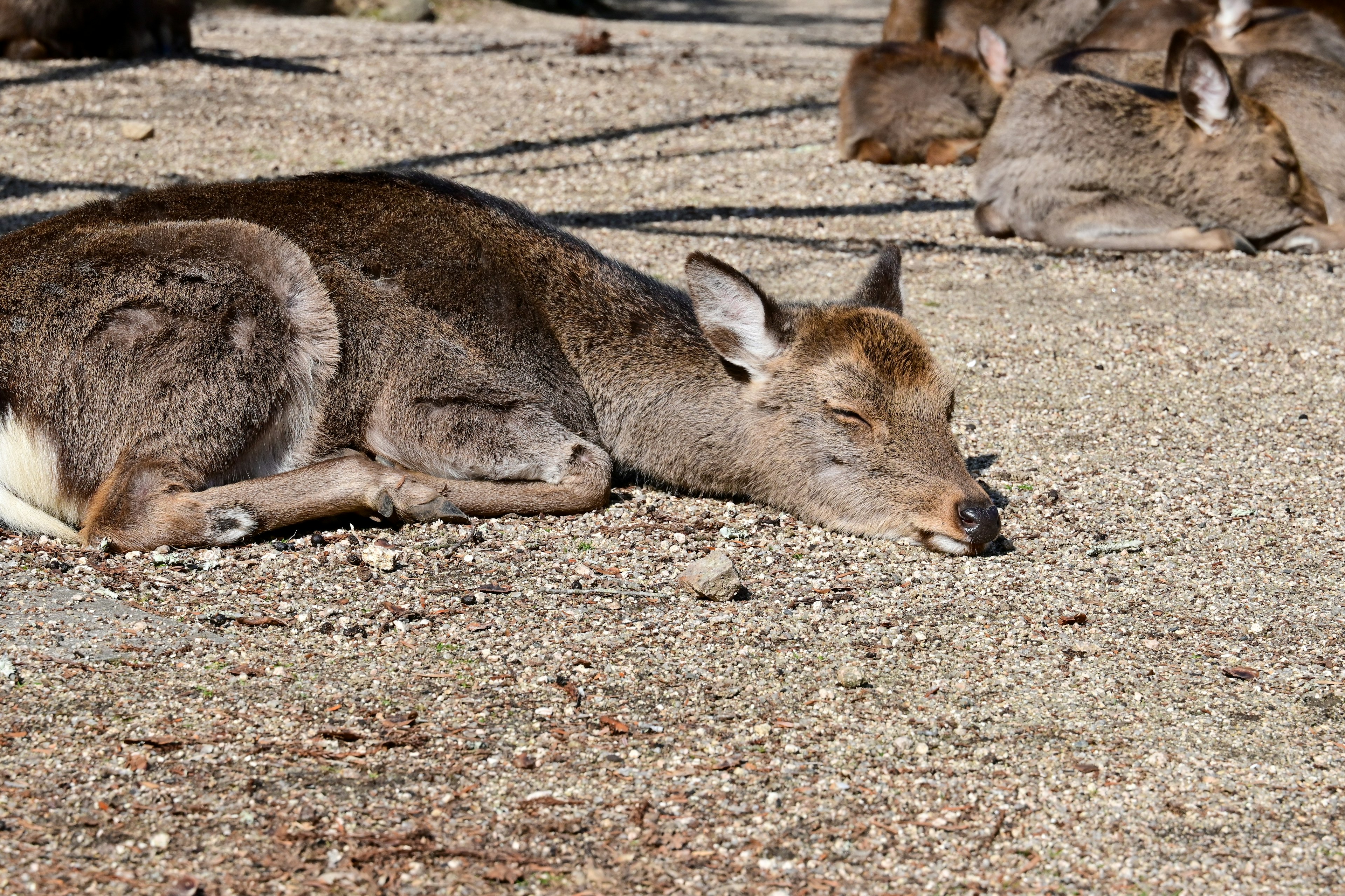 A sleeping deer lying on the ground with other deer in the background