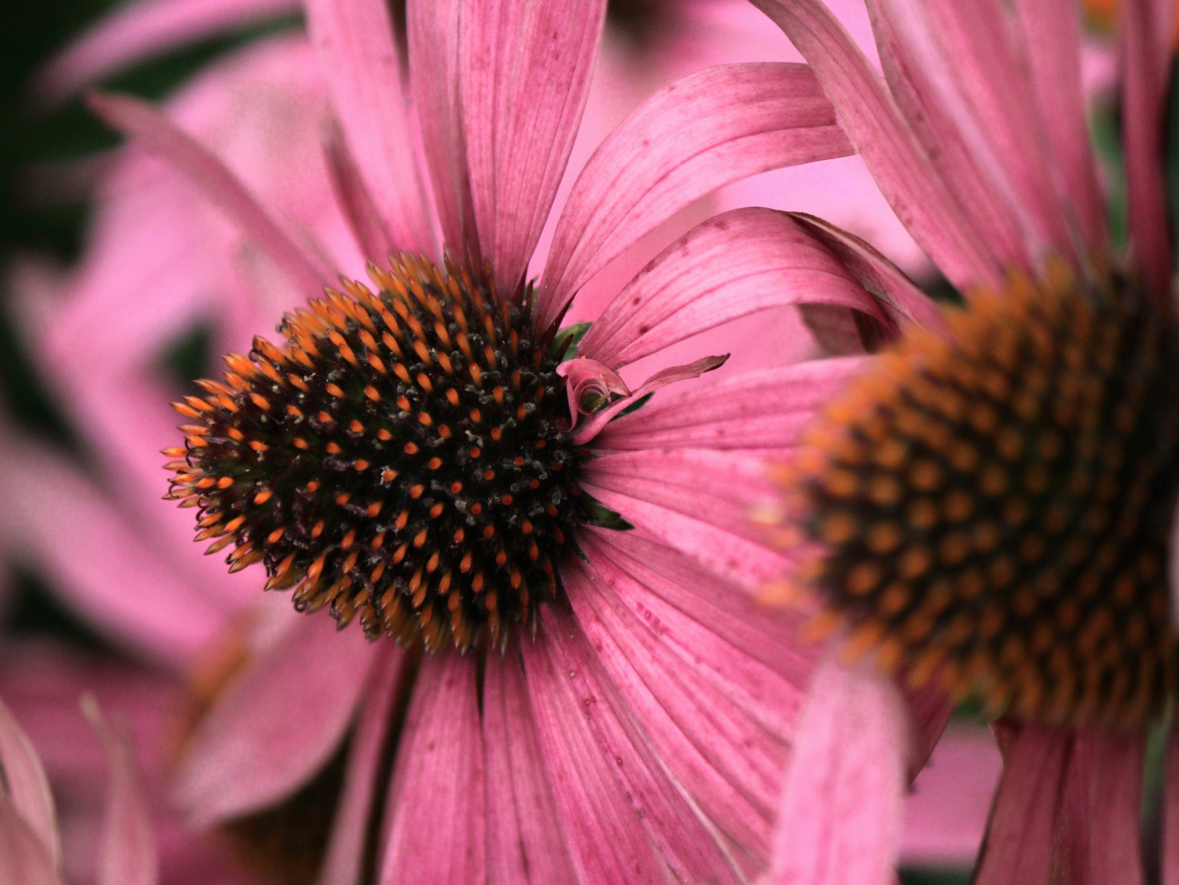 Nahaufnahme von rosa Echinacea-Blüten mit mehreren Blütenblättern und einem markanten Zentrum