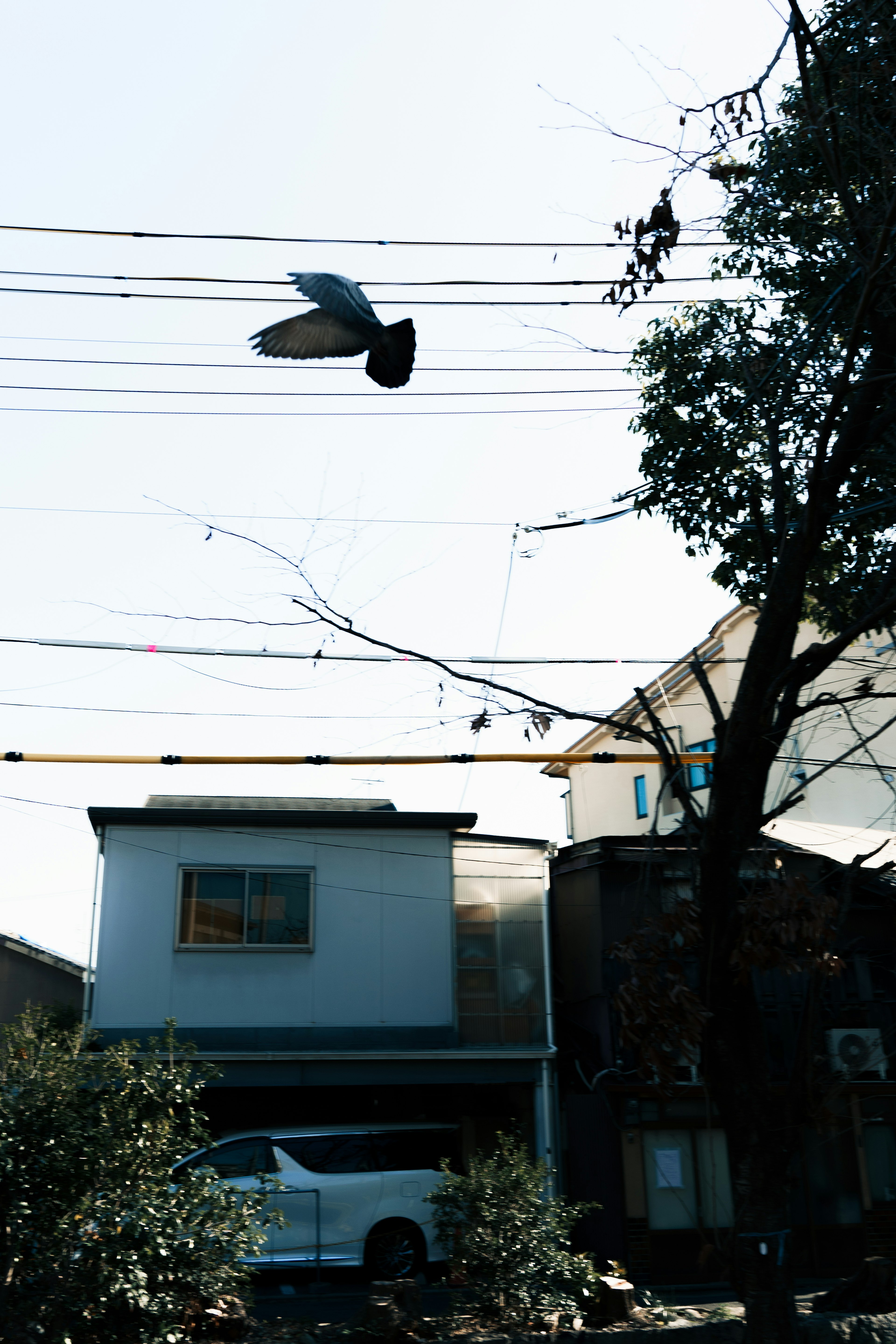 一隻鳥飛越電線，背景是房屋