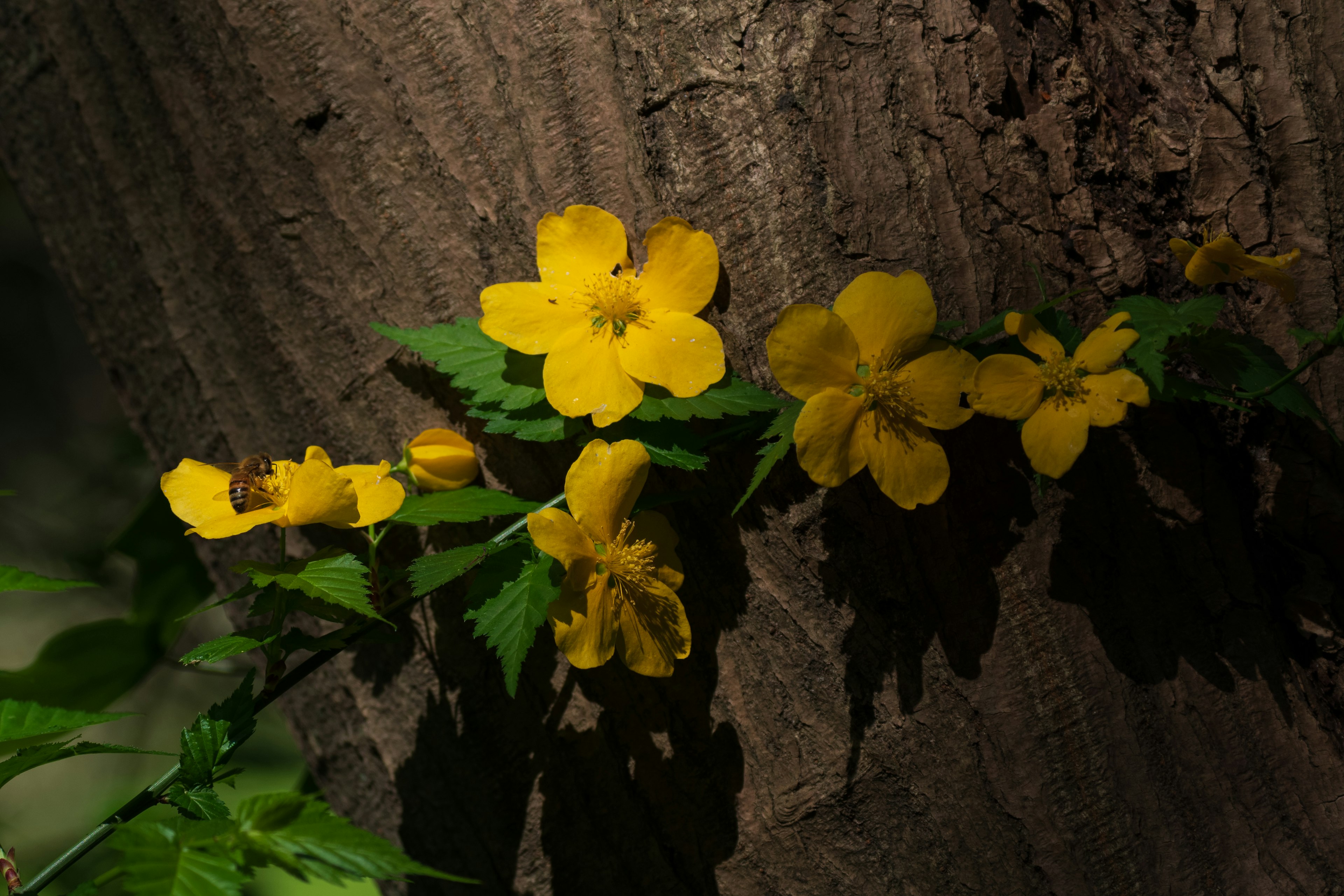 Yellow flowers and green leaves blooming on a tree trunk