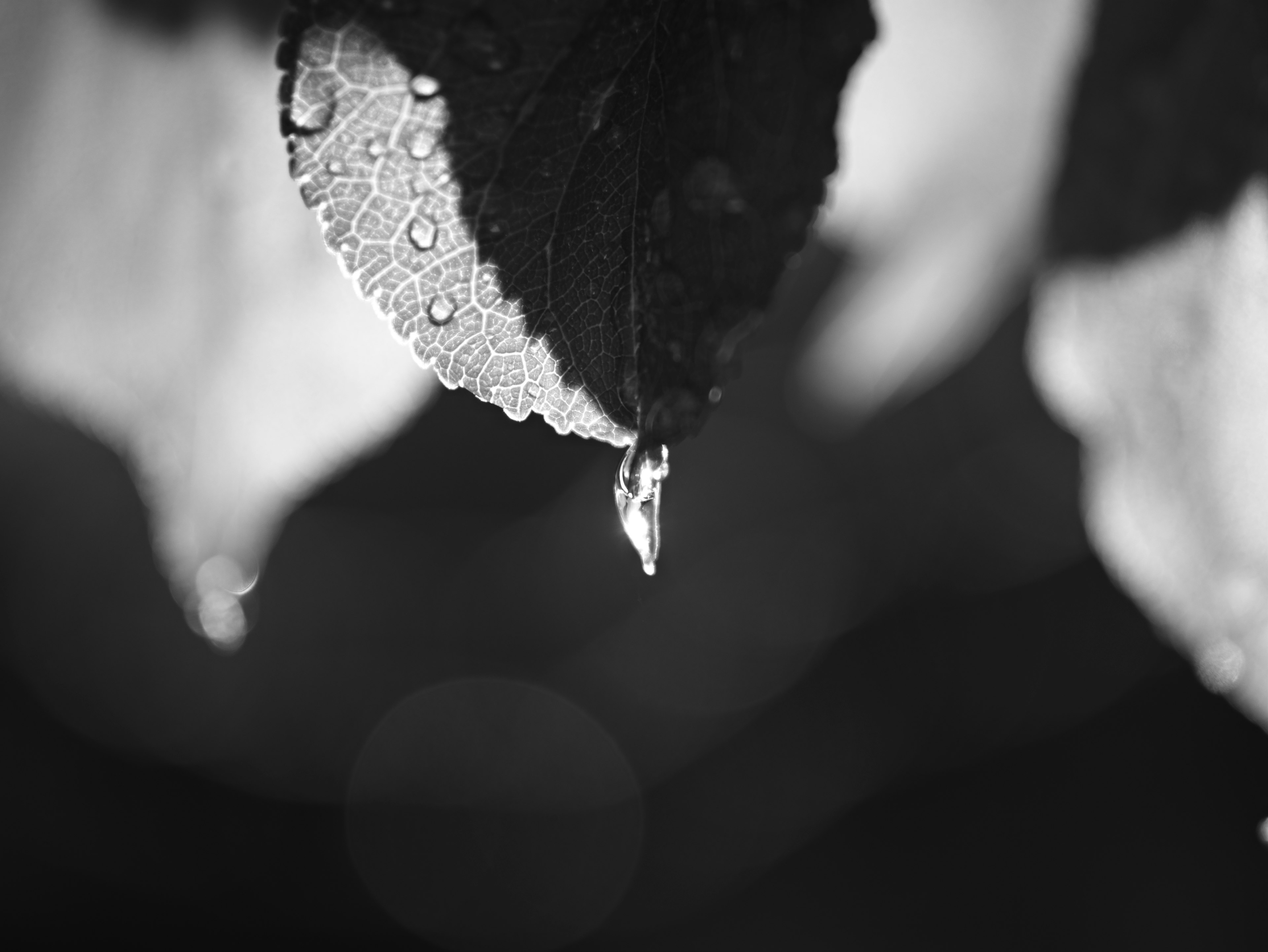 Gros plan d'une feuille avec des gouttes d'eau sur un fond noir et blanc