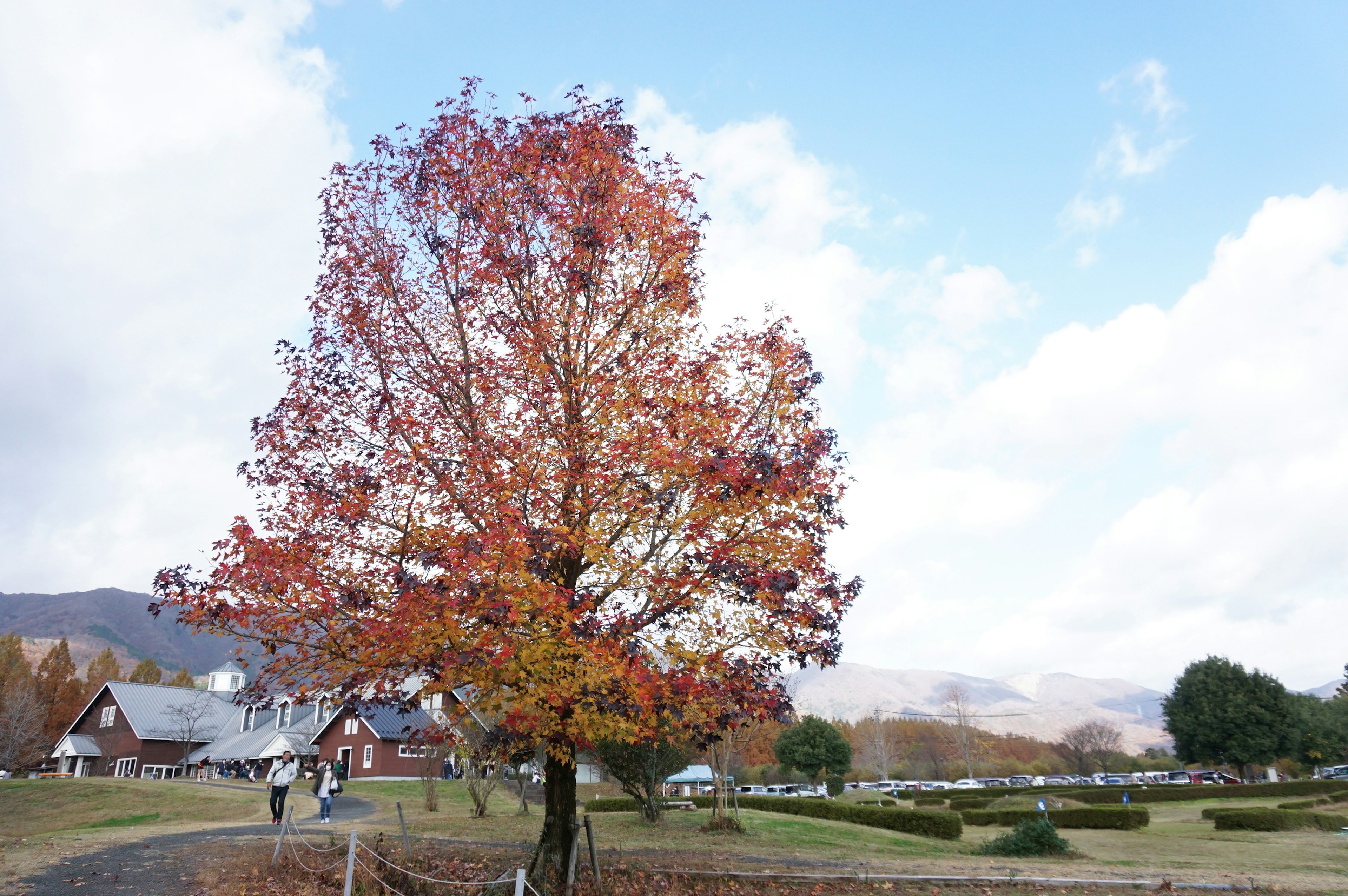 Albero autunnale con foglie colorate contro un cielo blu