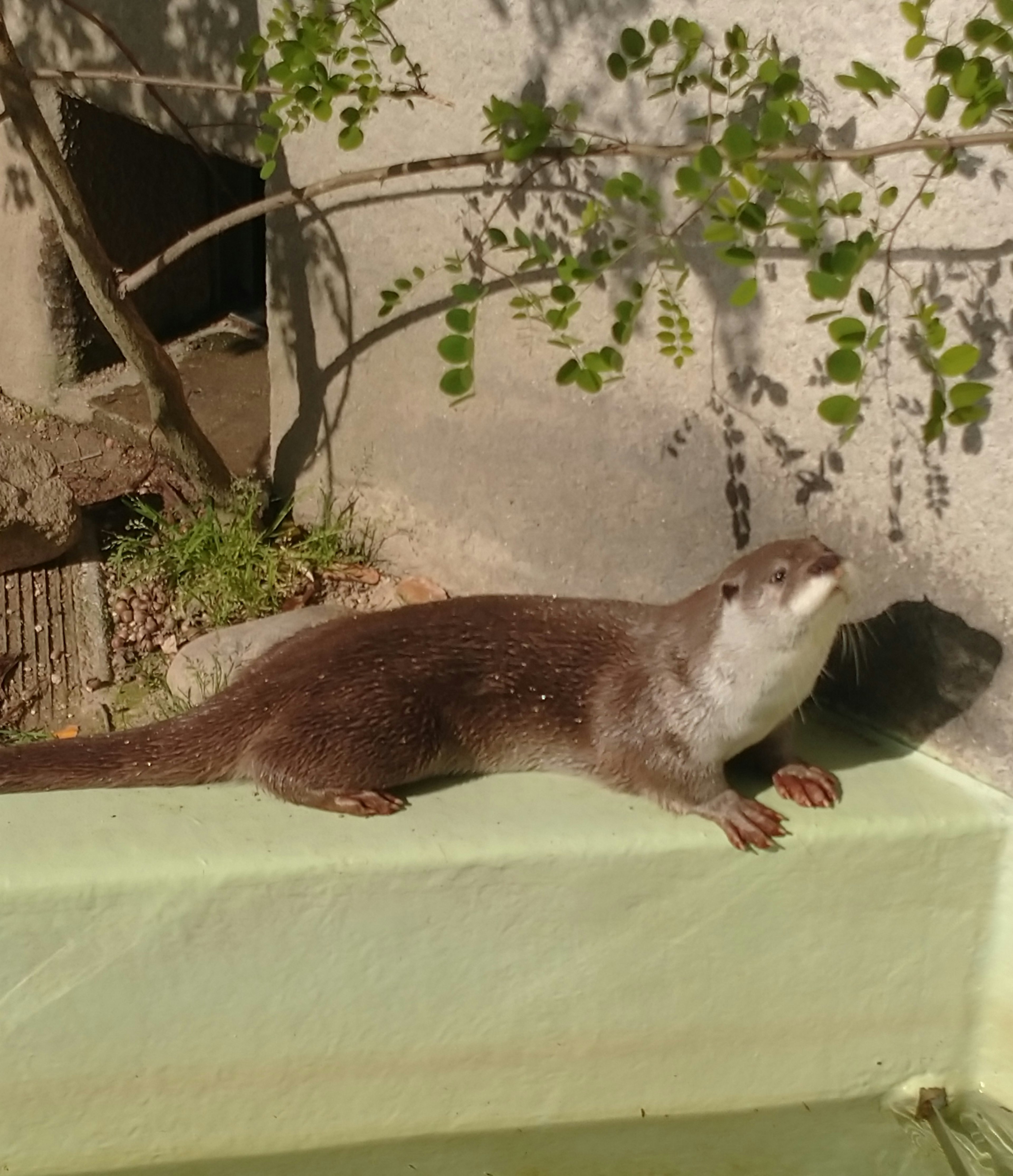 Eine süße Otter, die in der Sonne am Wasser spielt