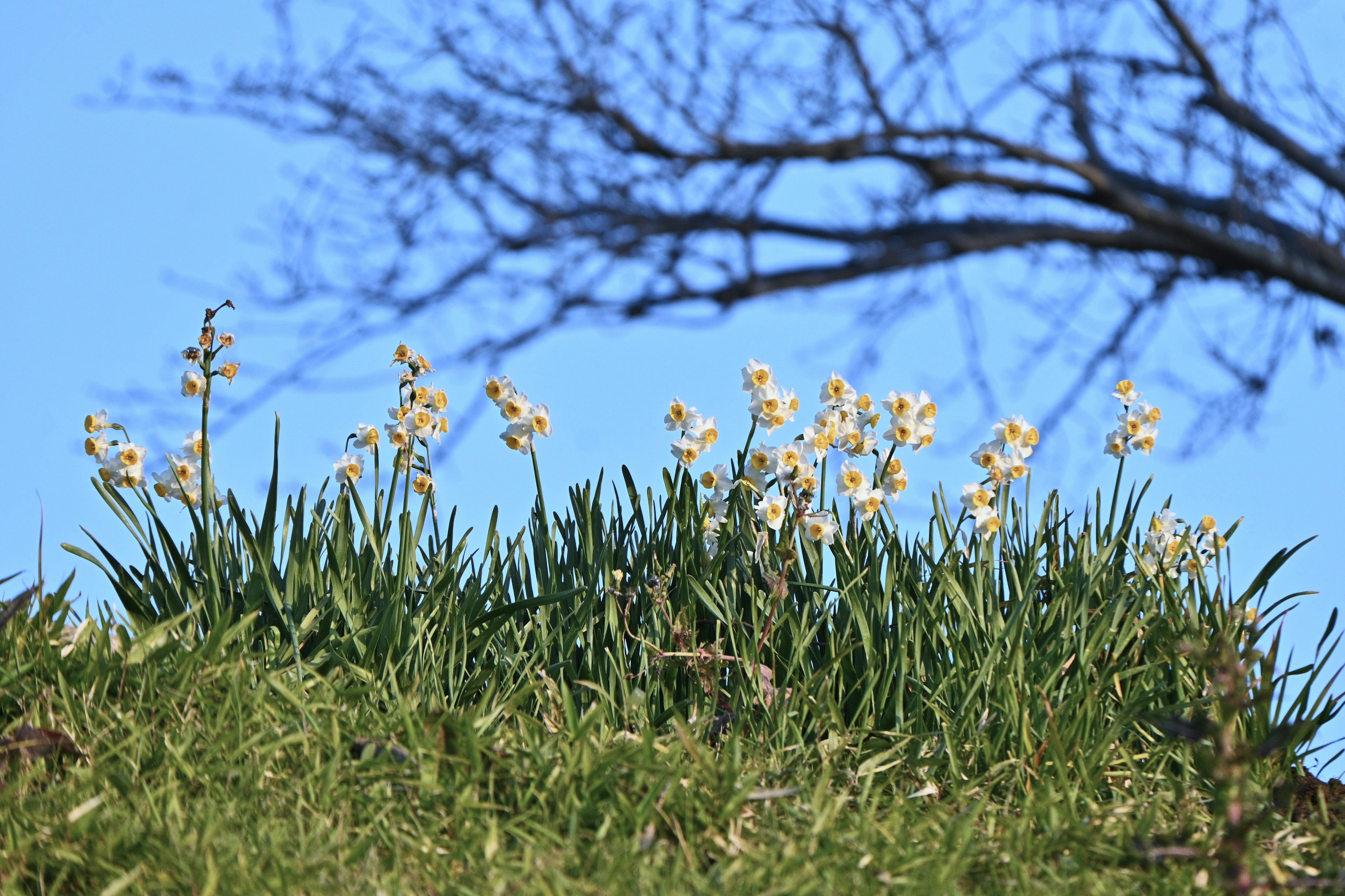 Weiße Blumen blühen unter einem blauen Himmel mit grünem Gras