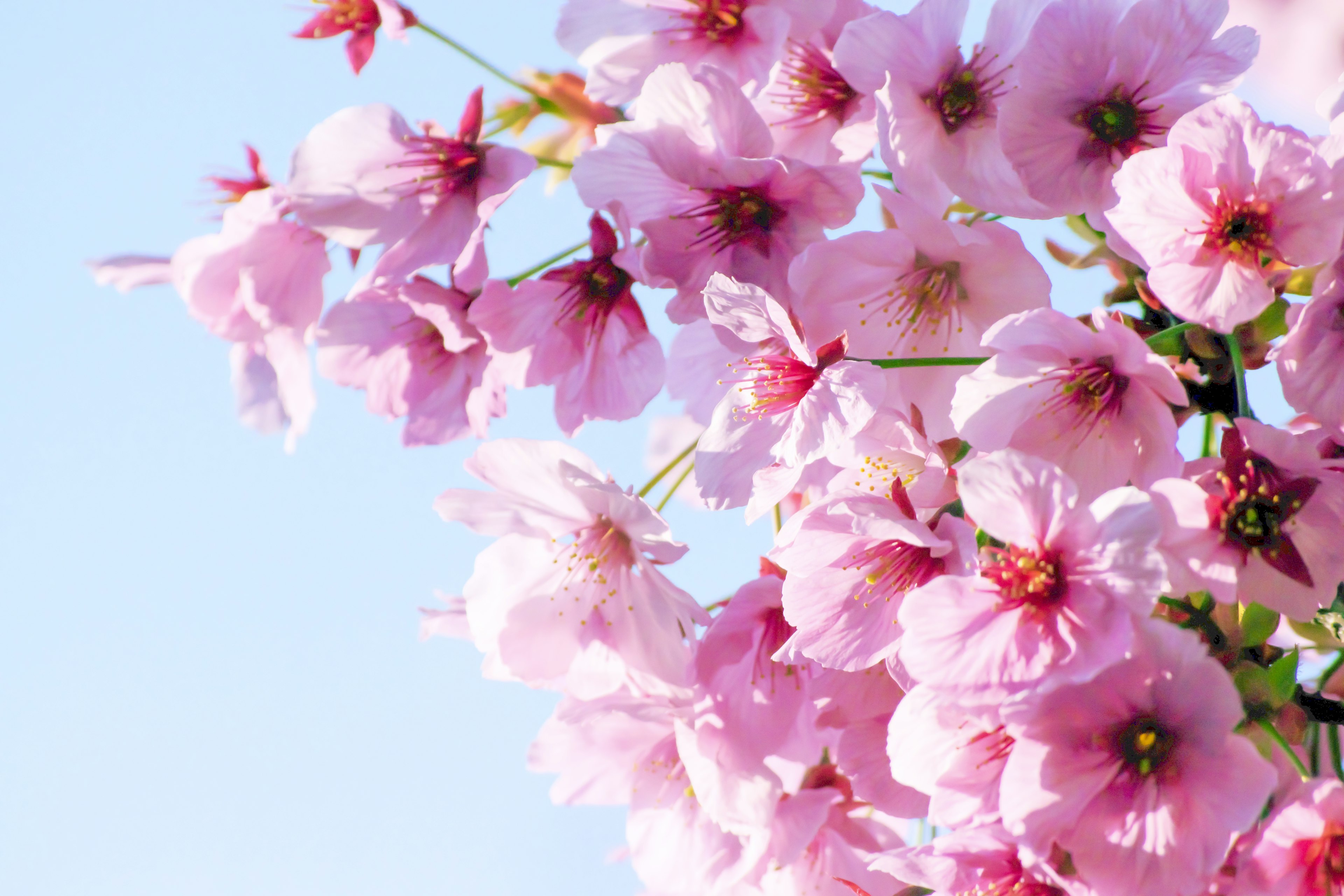 Pink cherry blossoms blooming against a blue sky