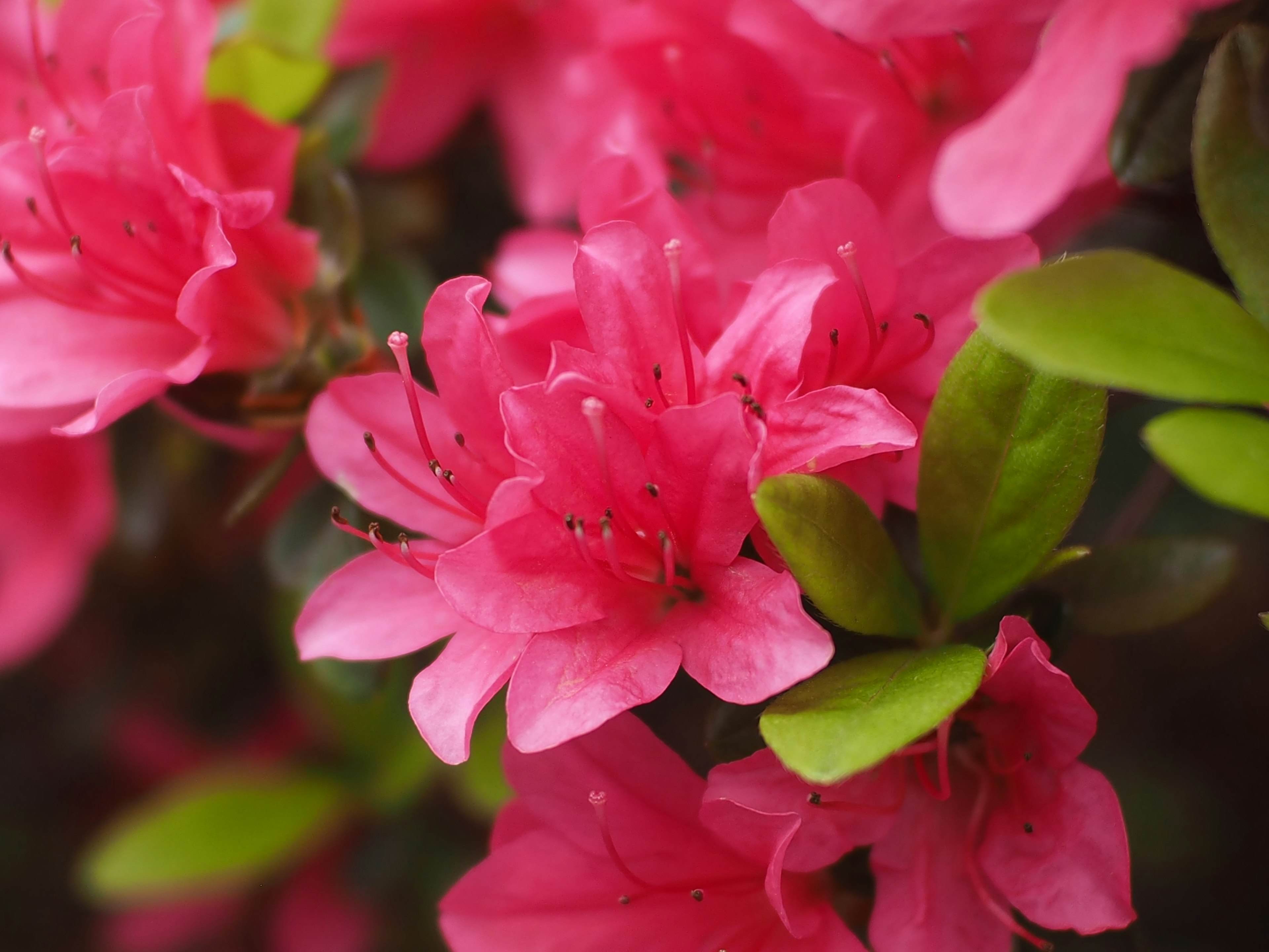 Vibrant pink azalea flowers clustered together