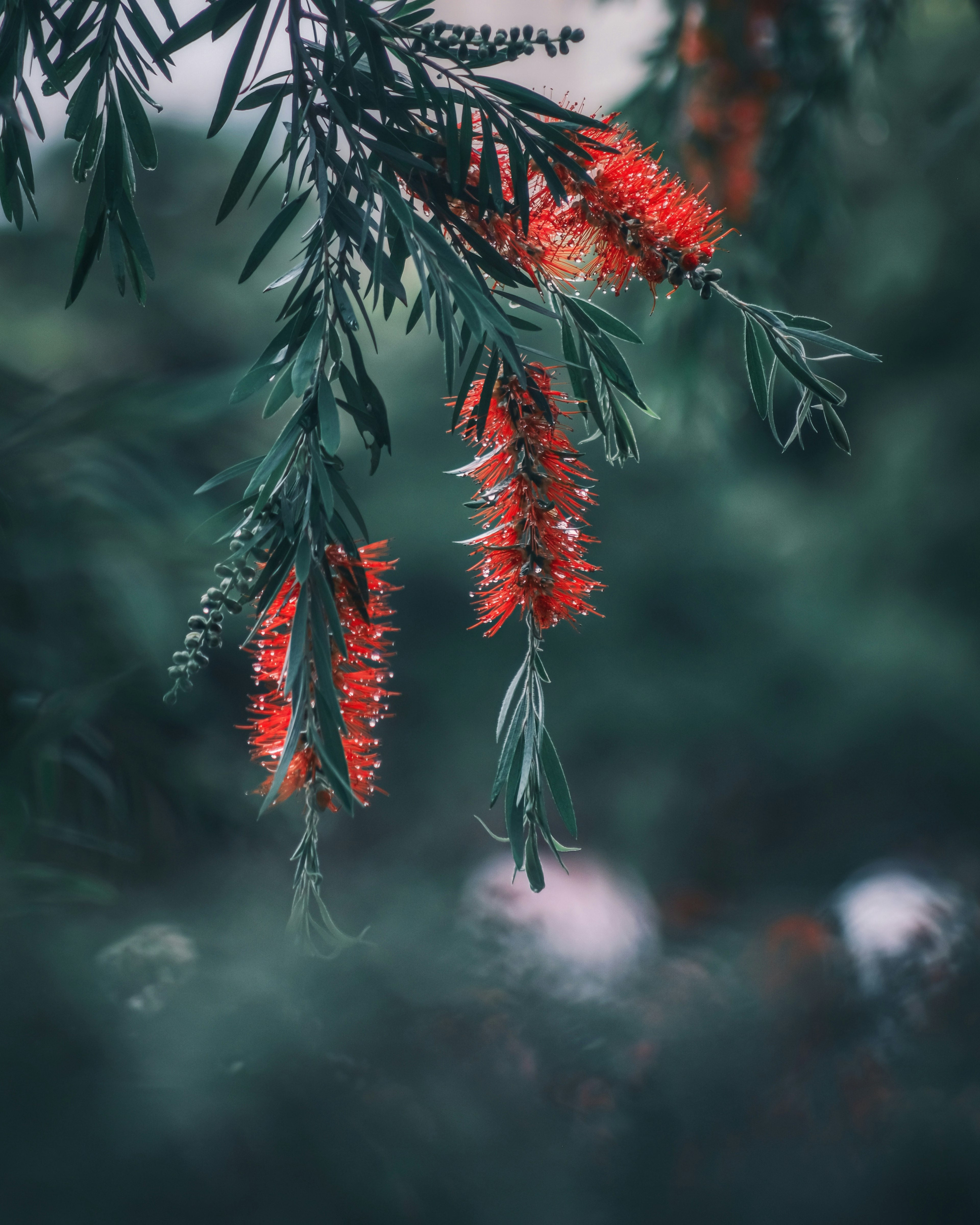 Close-up of branches with red flowers against a green background