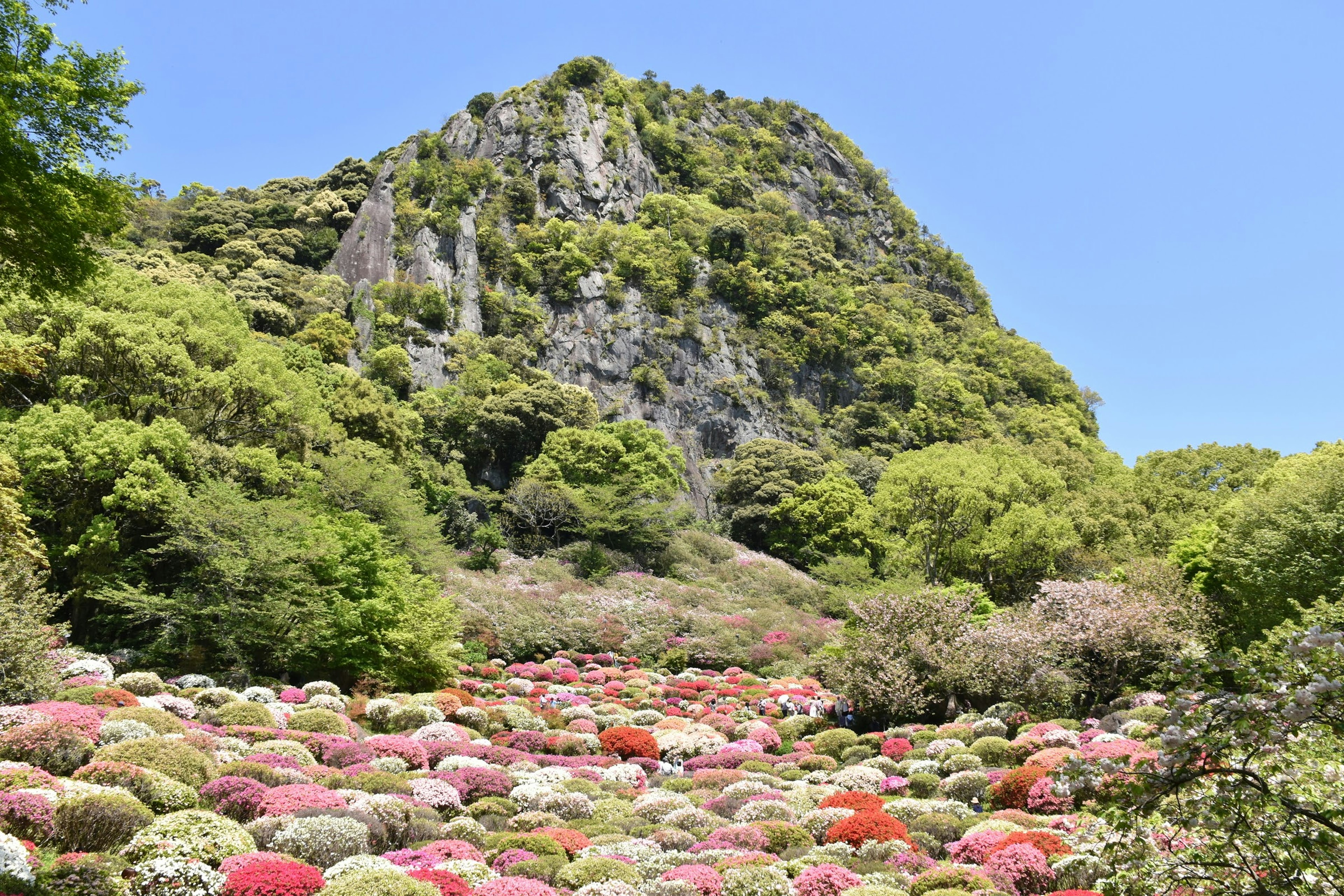 Colorful flower field under a blue sky with a green mountain