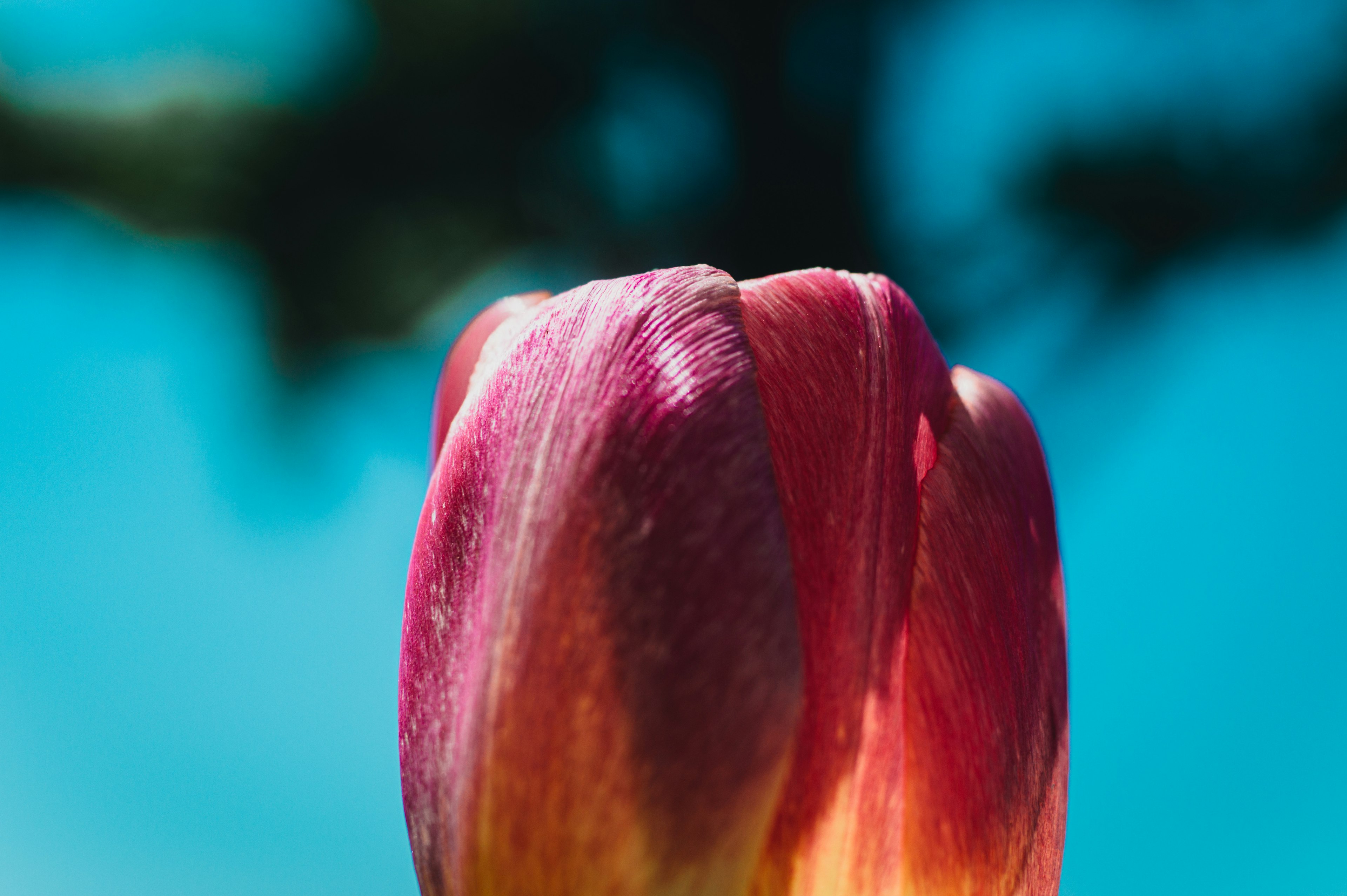 Bottone di tulipano rosso-viola vibrante su sfondo blu