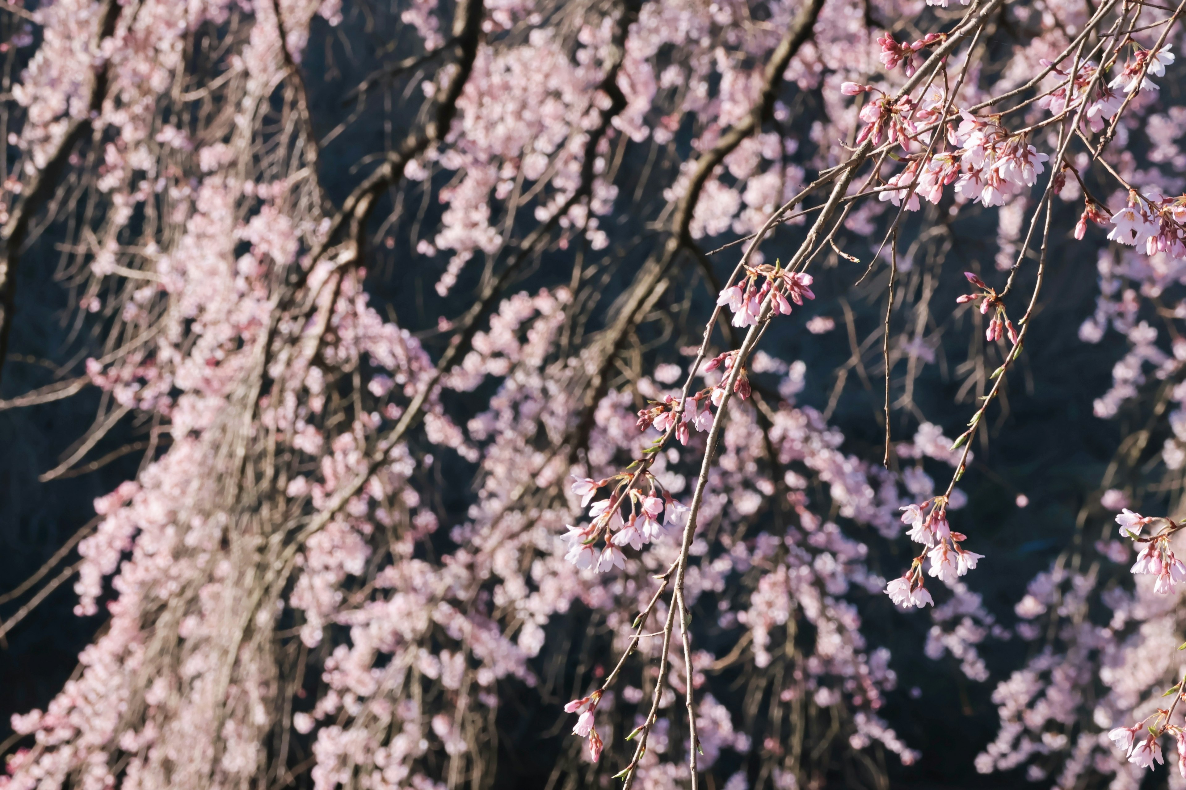 Pemandangan indah bunga sakura yang menetes dengan bunga merah muda lembut