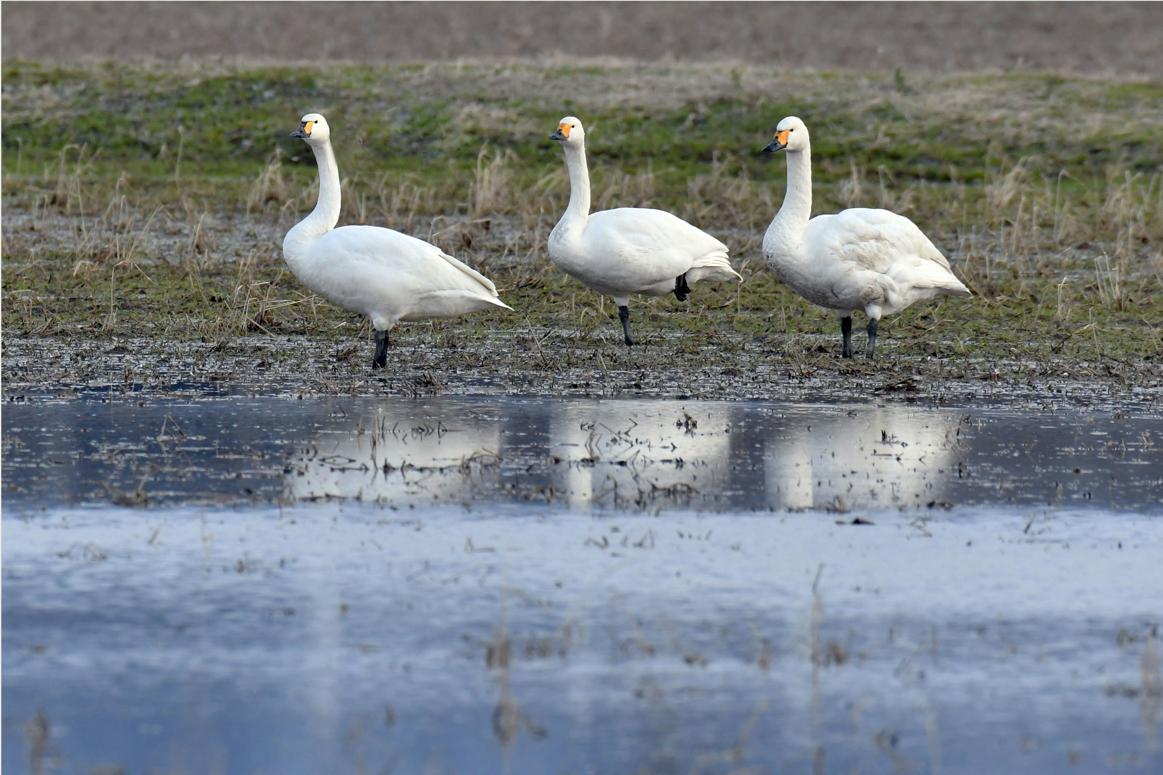 Tre cigni in piedi vicino a una superficie d'acqua calma che riflette la loro immagine