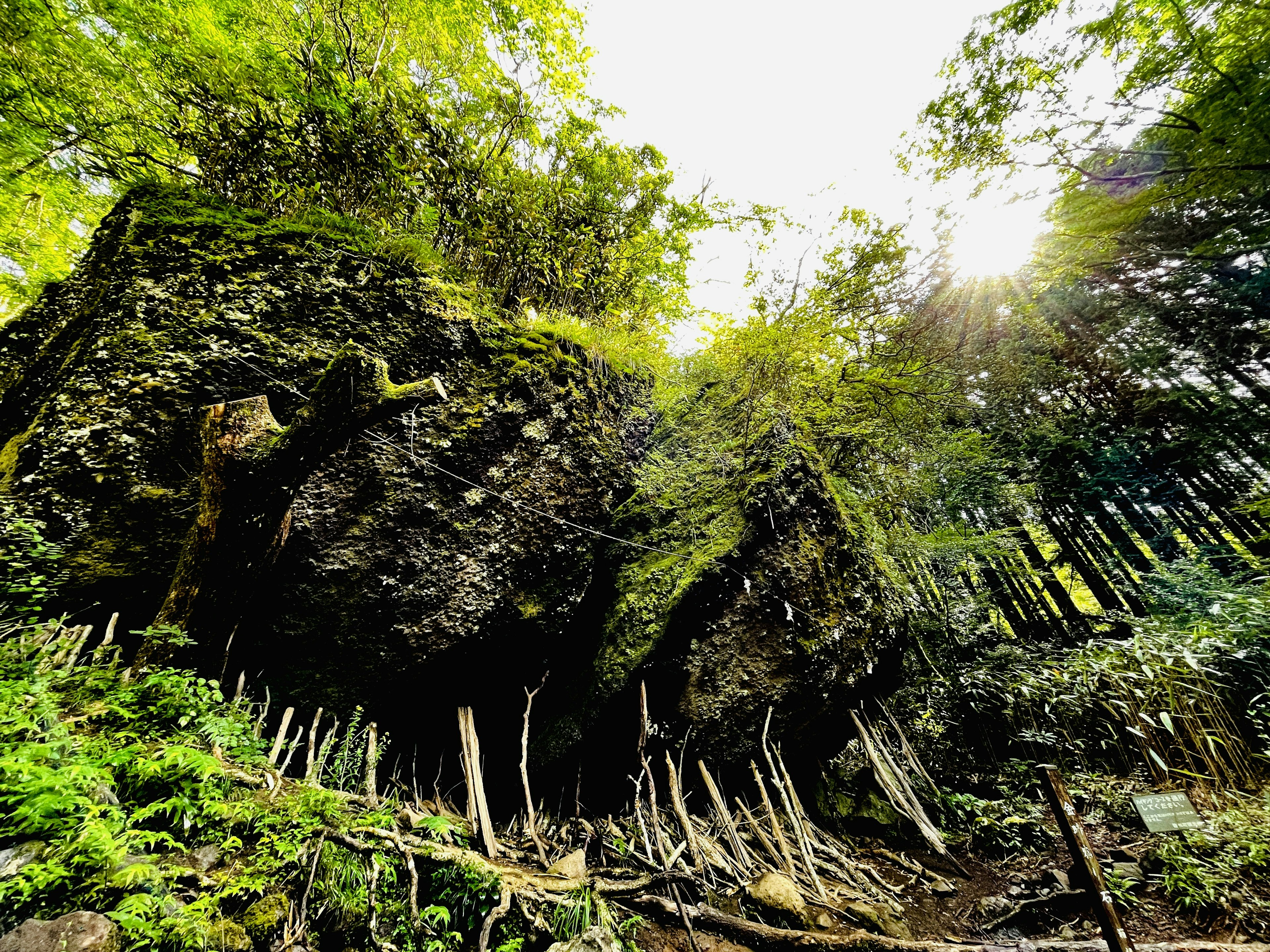 緑豊かな森の中に立つ大きな岩と細長い木の根