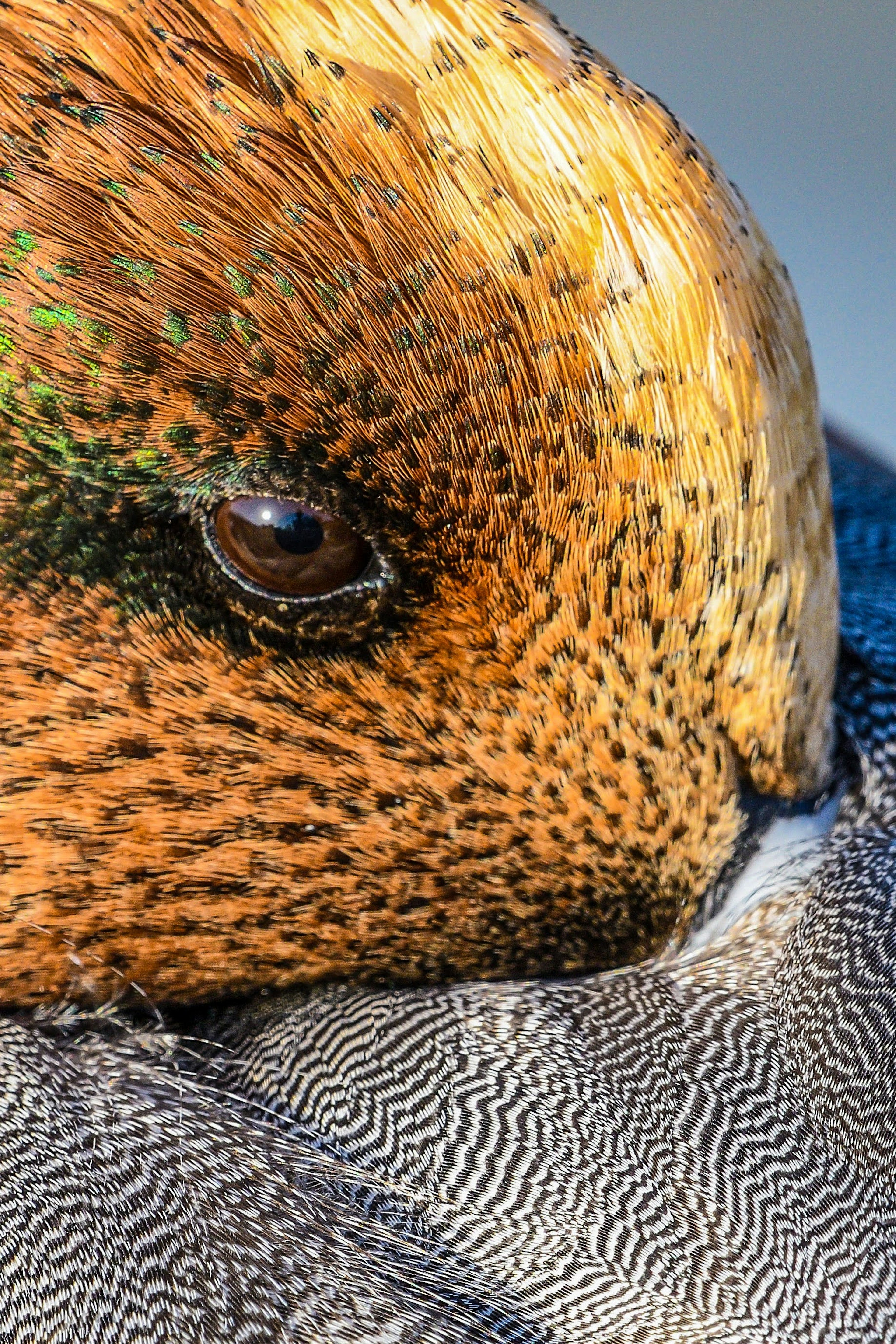 Primer plano de la cara de un pato mostrando el ojo detallado y los patrones únicos de las plumas